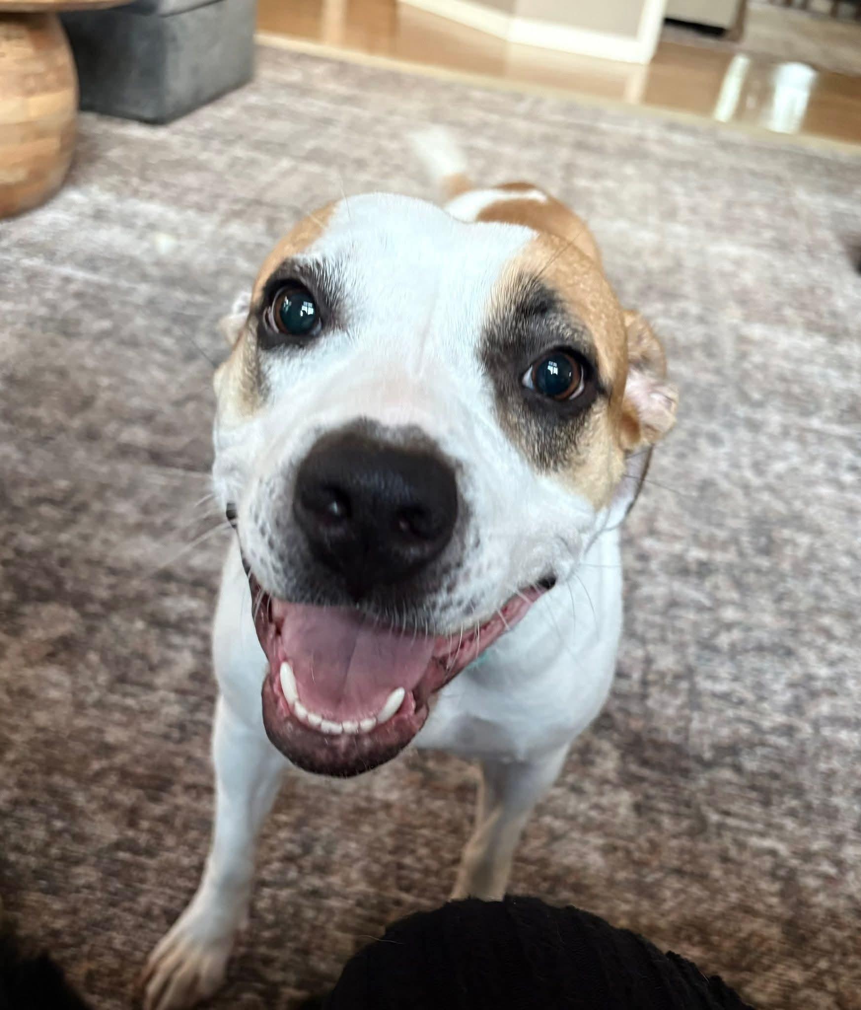 BJ $425, a Adoptable mixed breed in Milwaukee, WI image 1/6