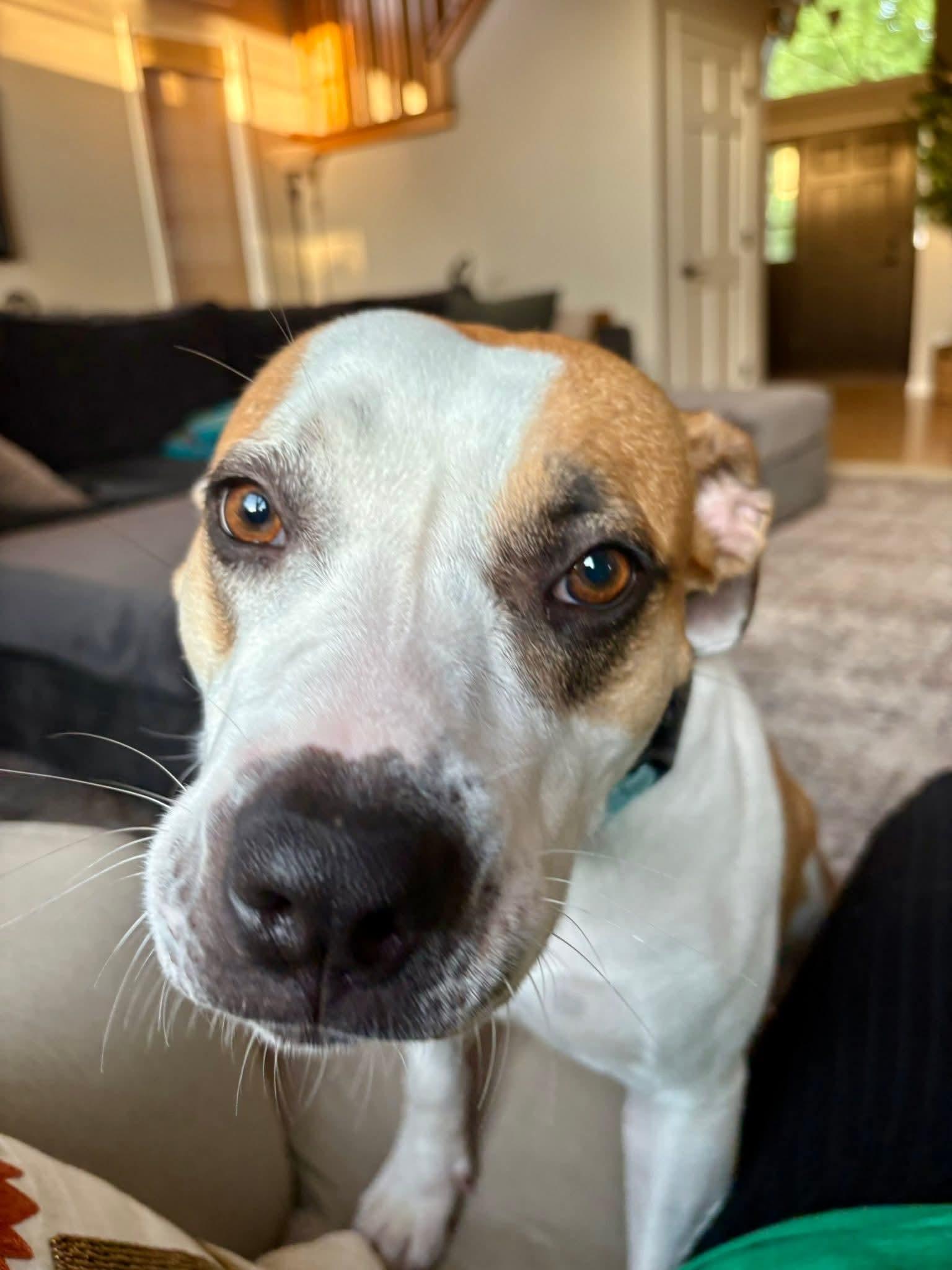 BJ $425, a Adoptable mixed breed in Milwaukee, WI image 6/6