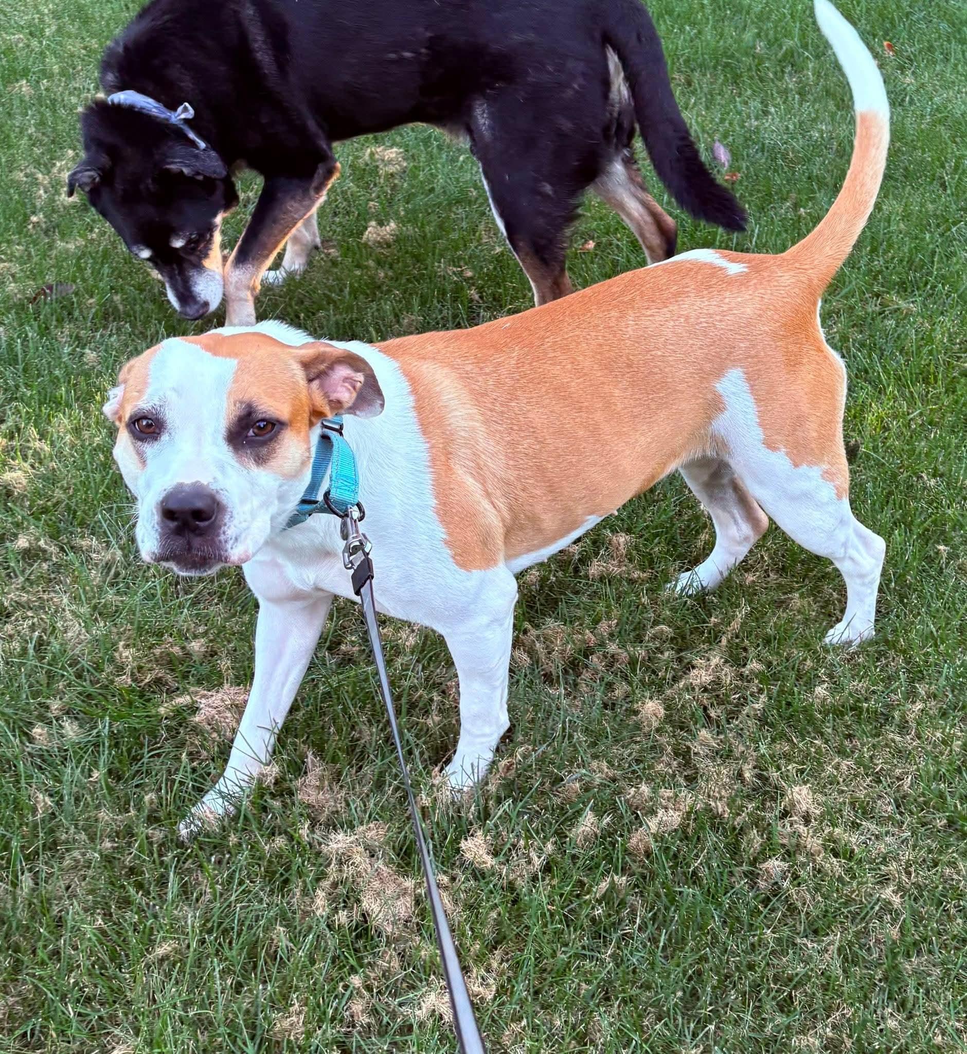 BJ $425, a Adoptable mixed breed in Milwaukee, WI image 4/6