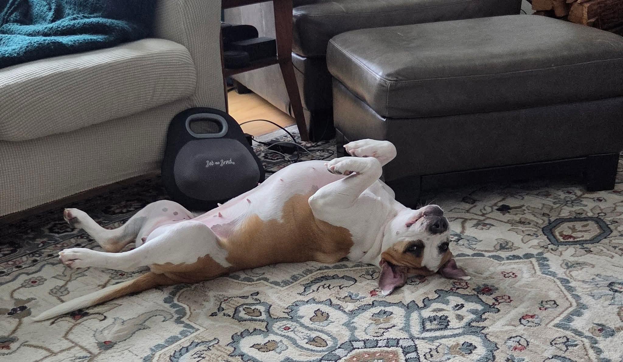 Enlarge BJ   $200, a Adoptable mixed breed in Milwaukee, WI image 1/5