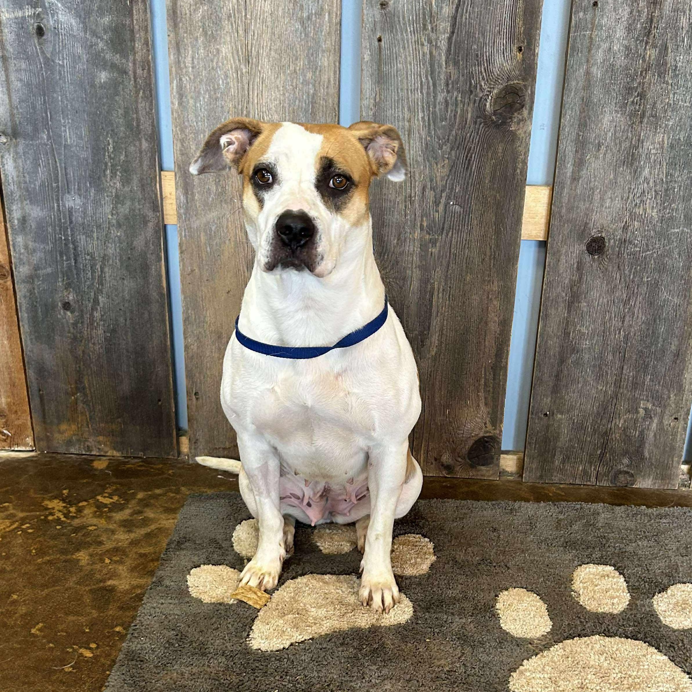 BJ   $425, Adoptable, Adult Female Mixed Breed.