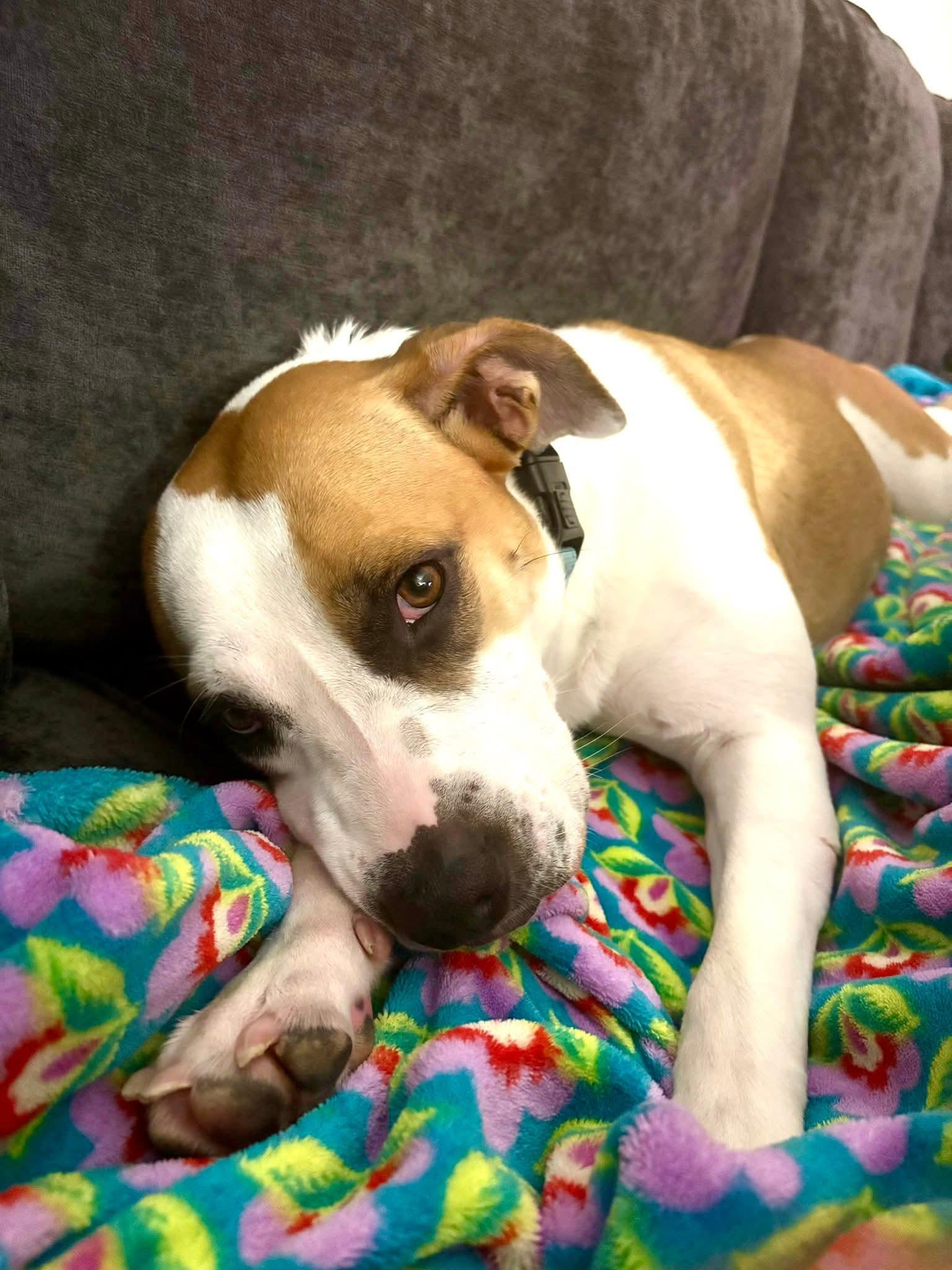 BJ $425, a Adoptable mixed breed in Milwaukee, WI image 2/6