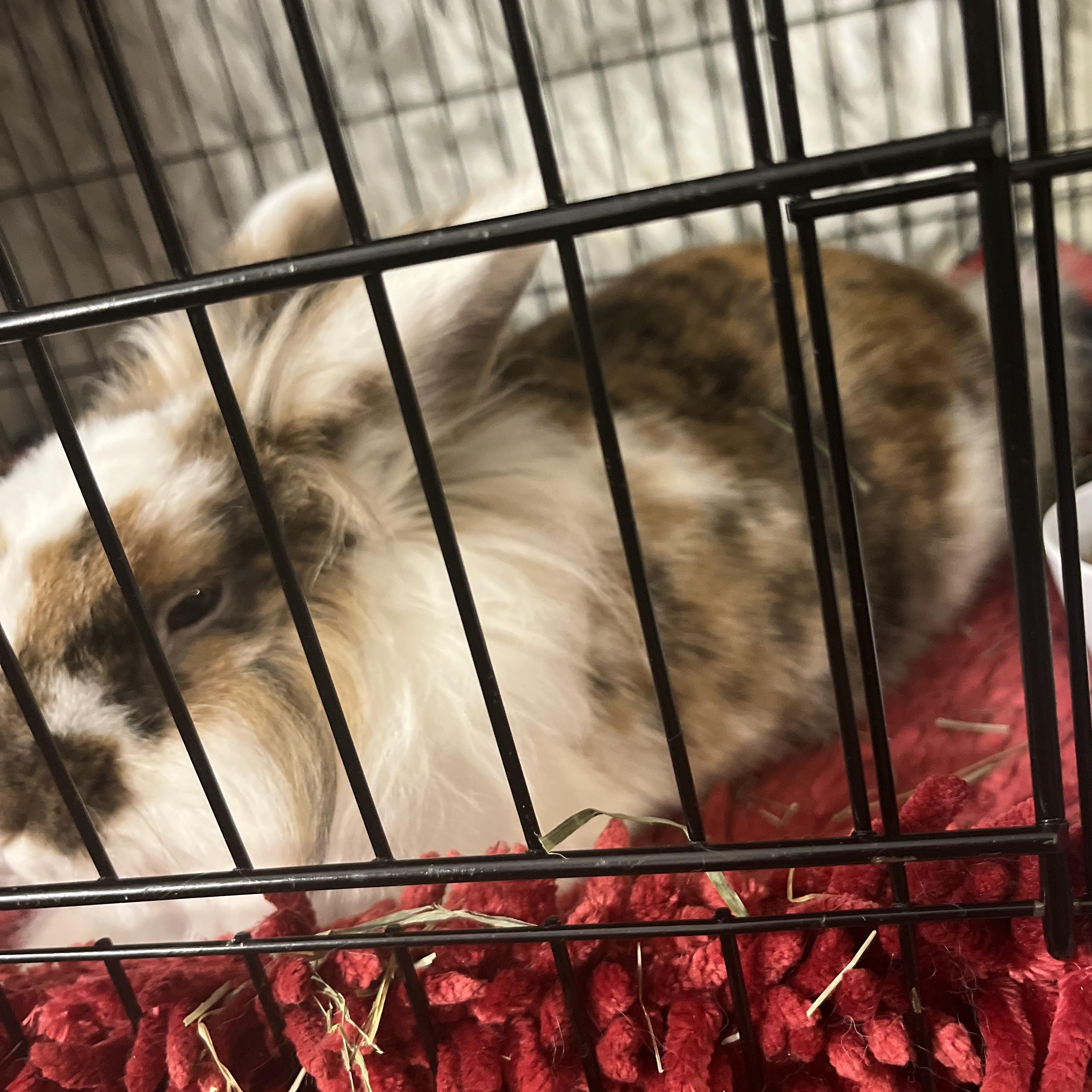 Cruise*, a Adoptable Lionhead in Baltimore, MD image 5/5