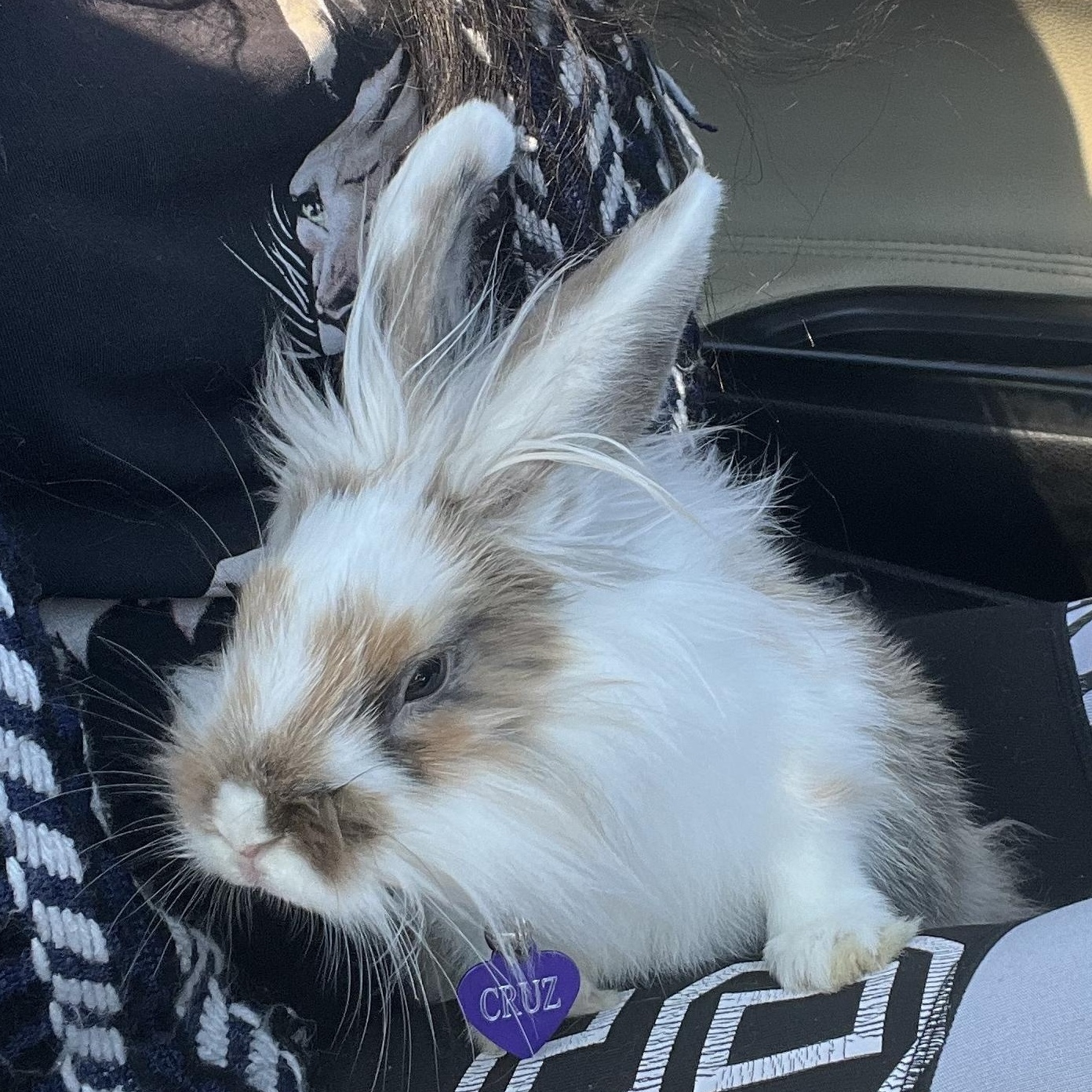 Cruise*, a Adoptable Lionhead in Baltimore, MD image 2/5