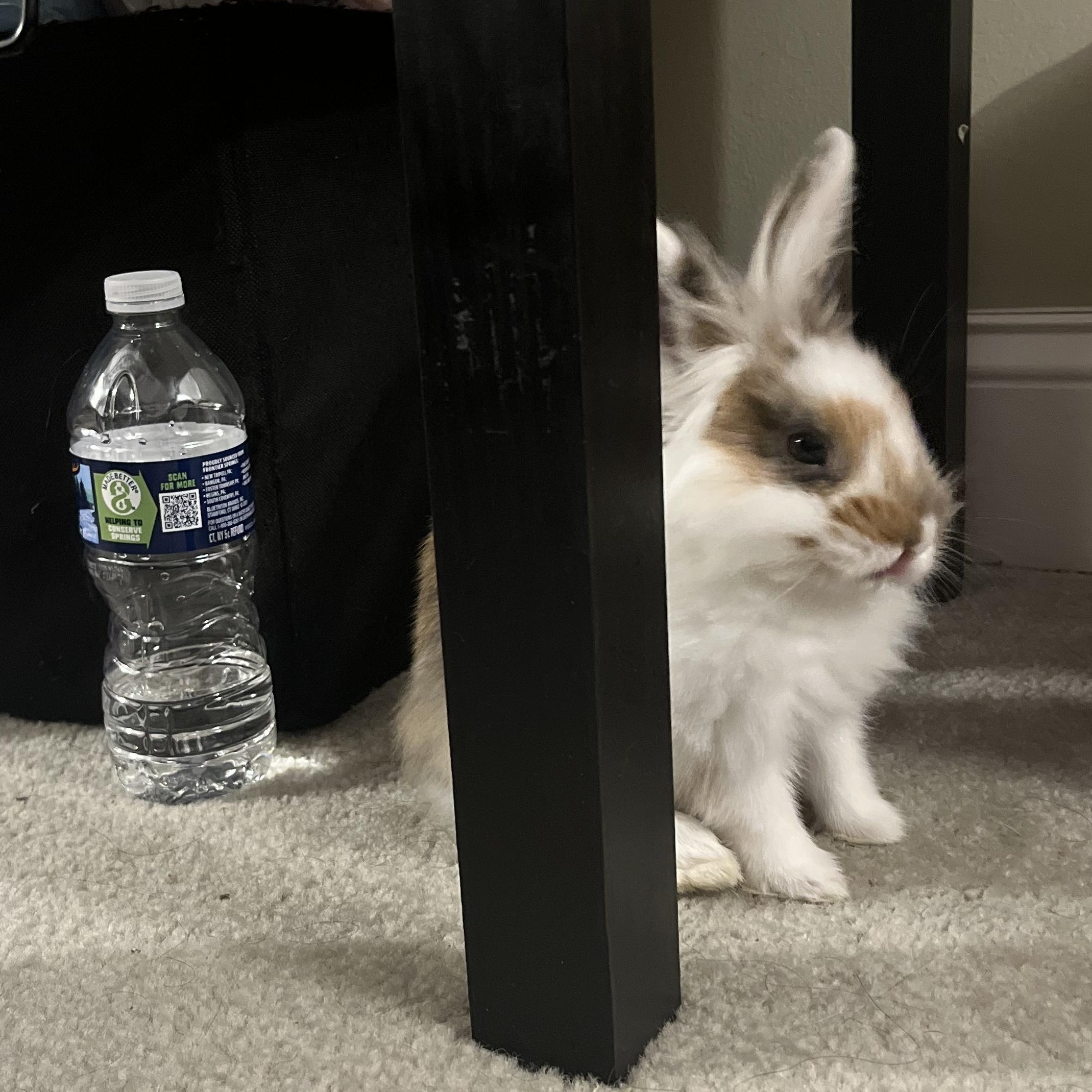 Cruise*, a Adoptable Lionhead in Baltimore, MD image 1/5