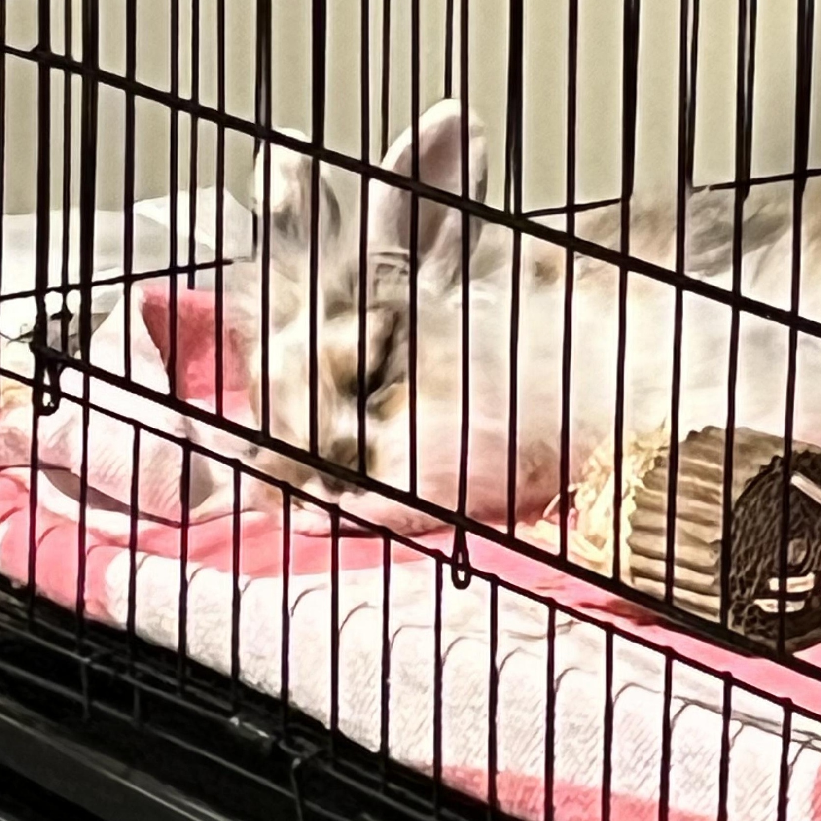 Cruise*, a Adoptable Lionhead in Baltimore, MD image 4/5