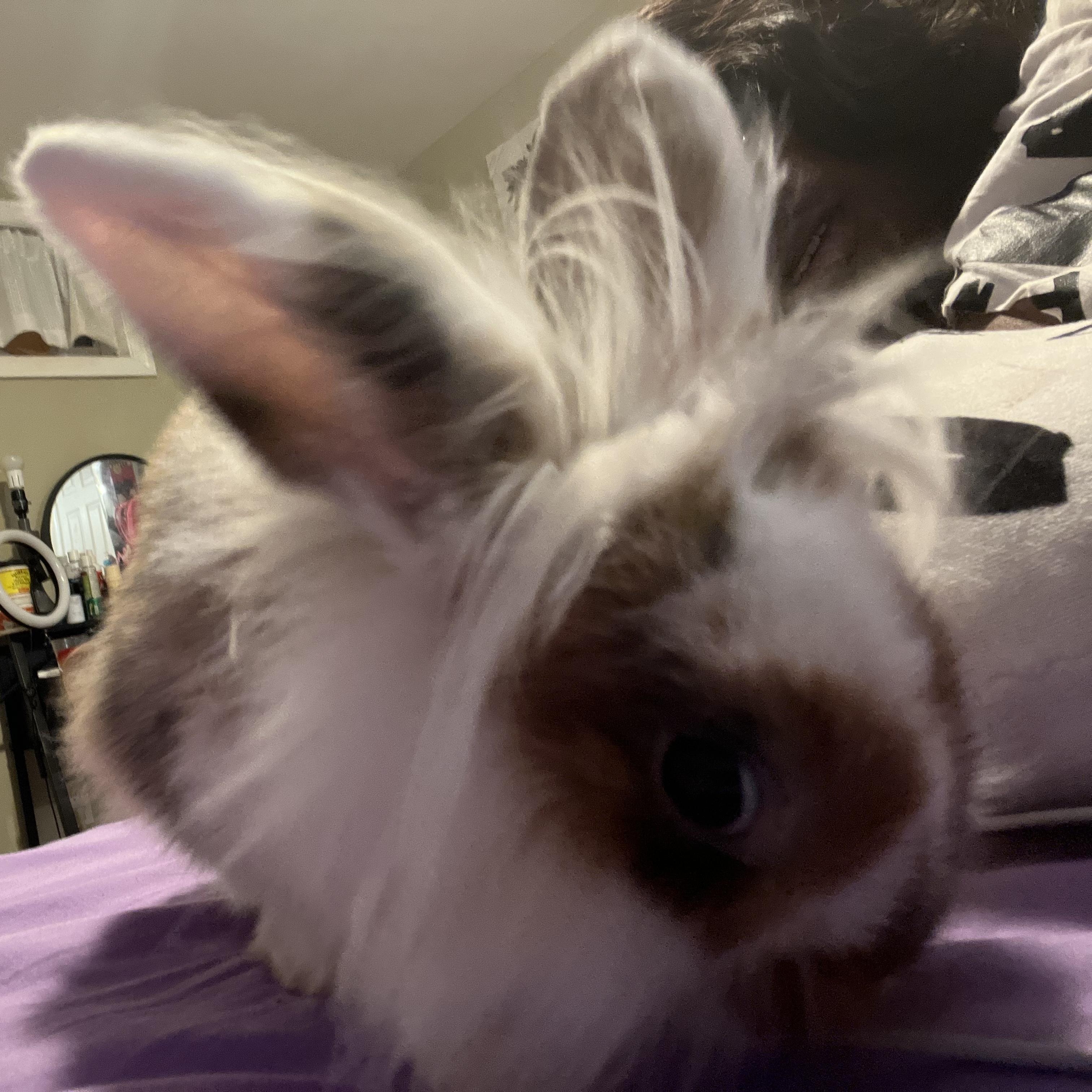 Cruise*, a Adoptable Lionhead in Baltimore, MD image 3/5