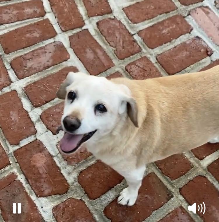 BUEHLER, a Adoptable mixed breed in Beverly Hills, CA image 1/4