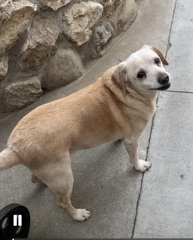 BUEHLER, a Adoptable mixed breed in Beverly Hills, CA image 2/4