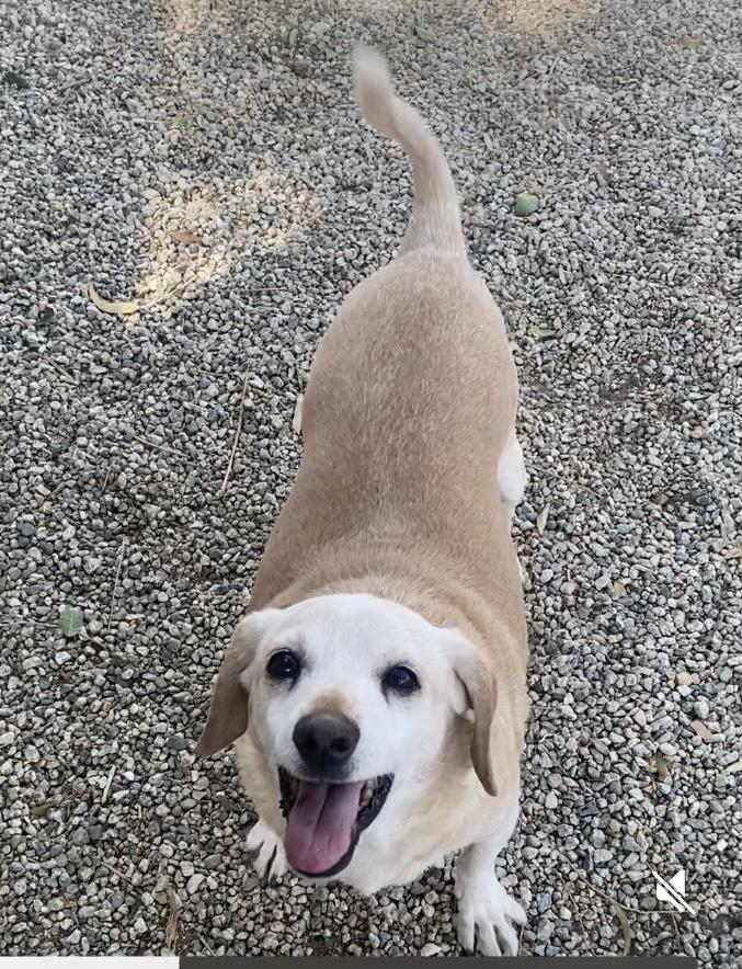BUEHLER, a Adoptable mixed breed in Beverly Hills, CA image 3/4