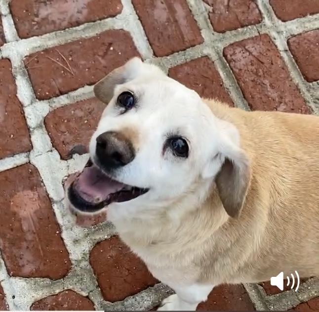 BUEHLER, a Adoptable mixed breed in Beverly Hills, CA image 4/4