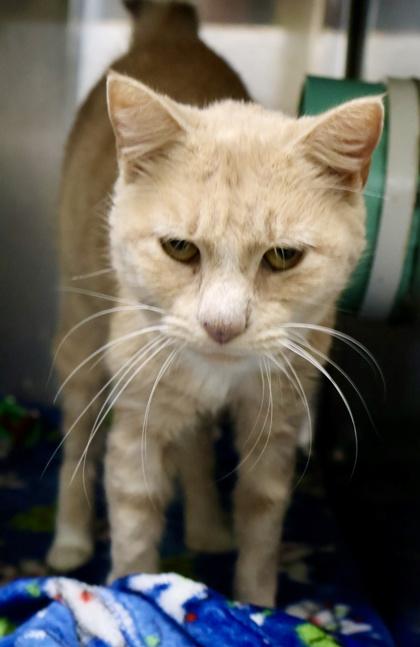 Blobfish, a Adoptable Domestic Short Hair in Athens, GA image 4/5