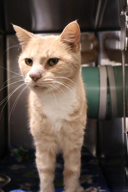 Blobfish, a Adoptable Domestic Short Hair in Athens, GA image 5/5