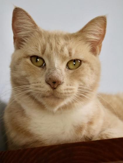 Blobfish, a Adoptable Domestic Short Hair in Athens, GA image 1/5