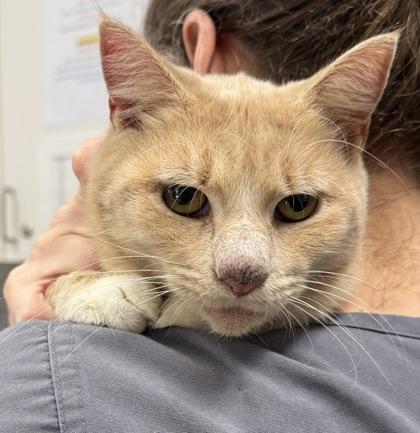 Blobfish, a Adoptable Domestic Short Hair in Athens, GA image 3/5