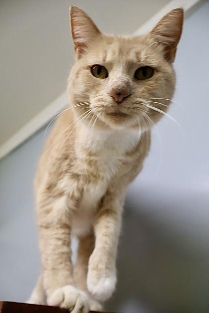 Blobfish, a Adoptable Domestic Short Hair in Athens, GA image 2/5