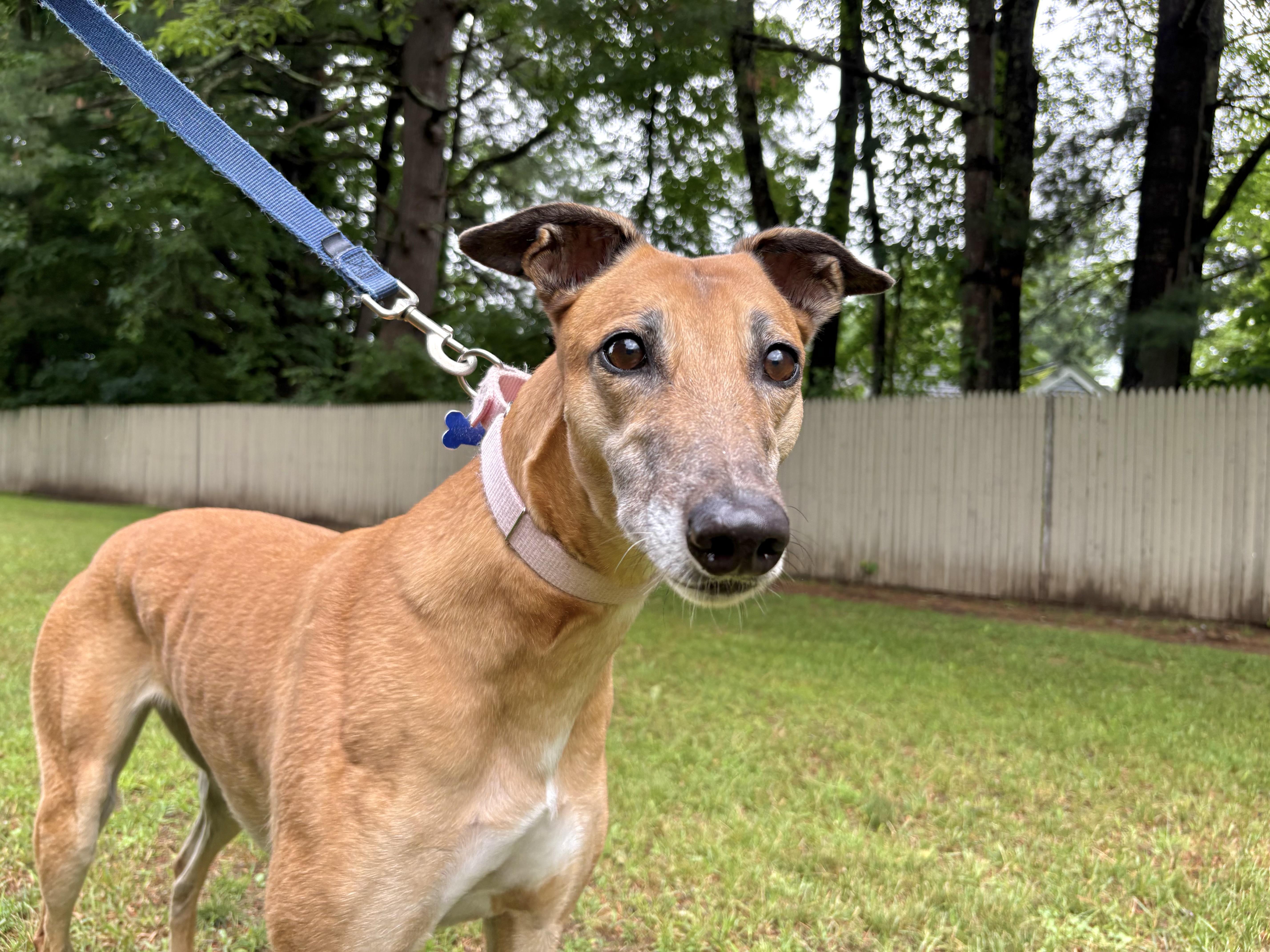 Lynlee, Adoptable, Adult Female Greyhound.