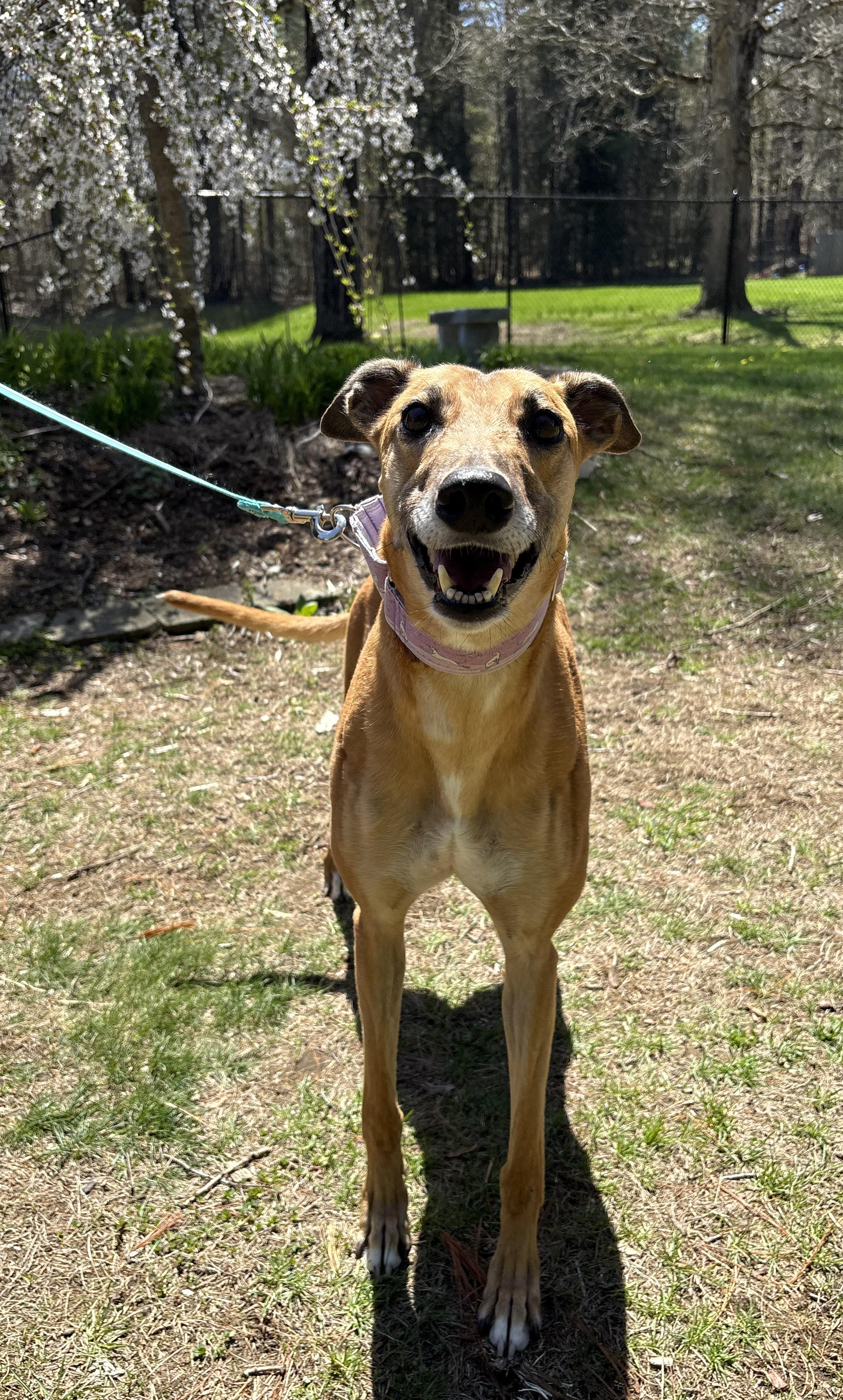 Lynlee, a Adoptable Greyhound image 2/5