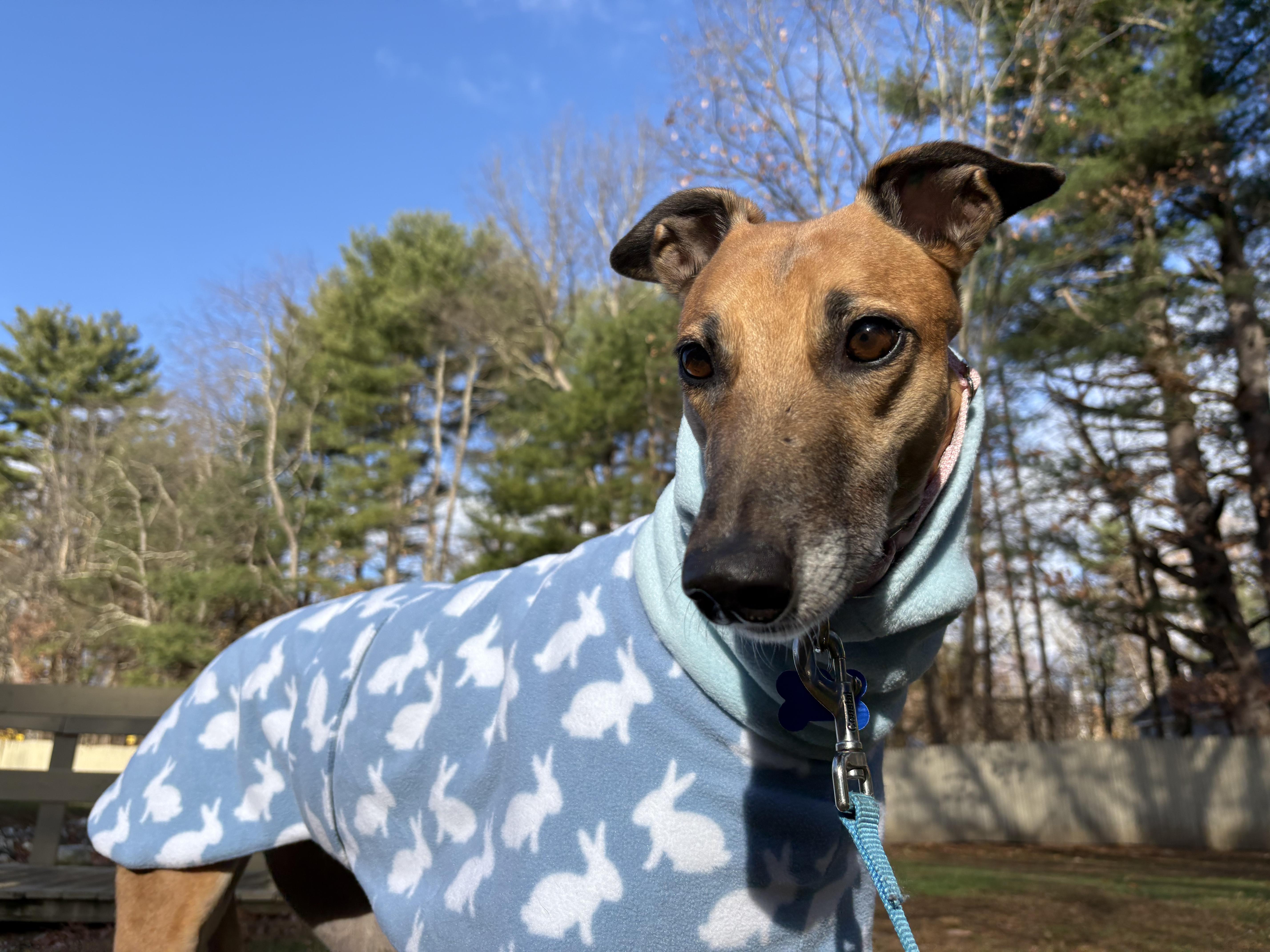 Lynlee, a Adoptable Greyhound image 1/5