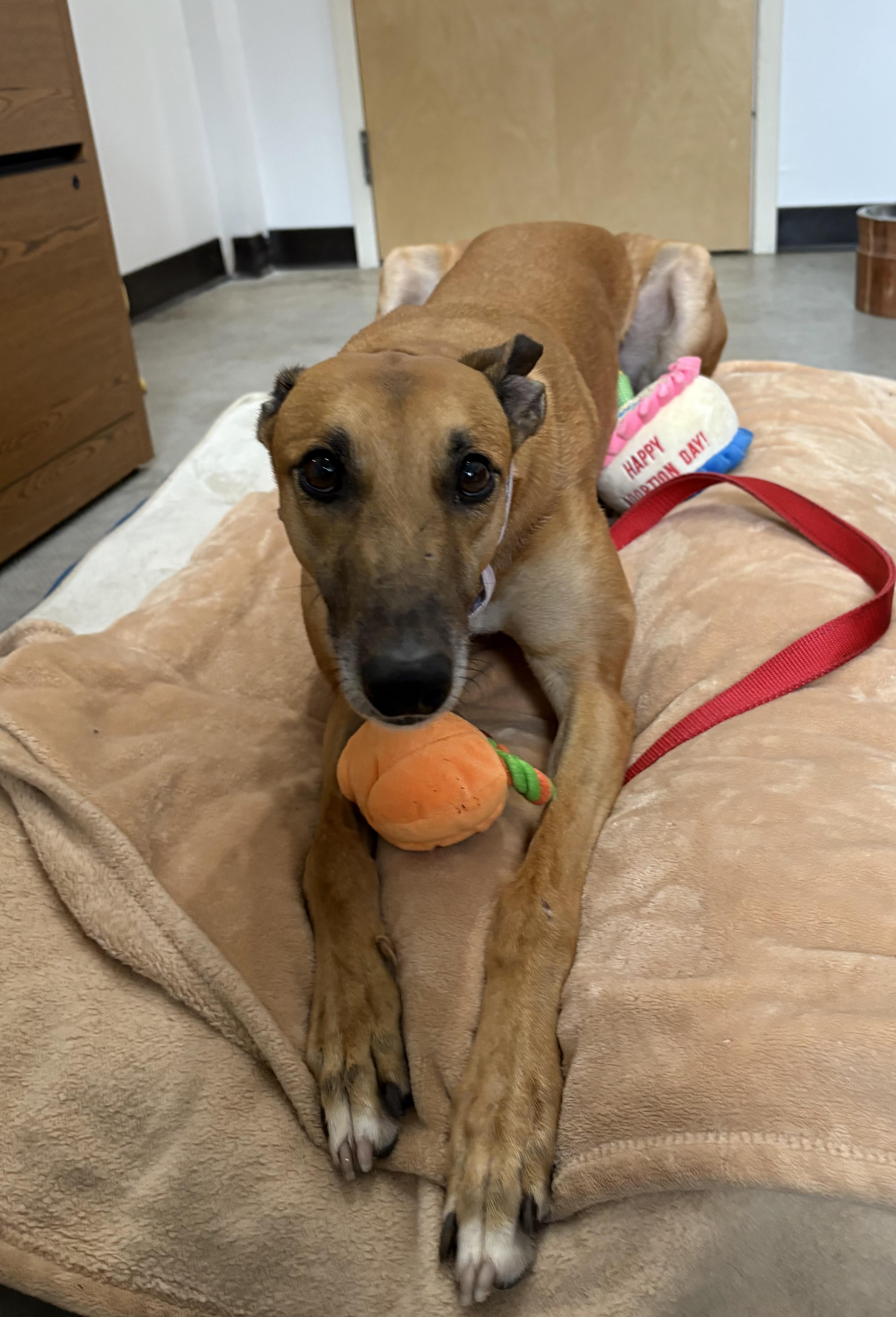 Lynlee, a Adoptable Greyhound image 3/5