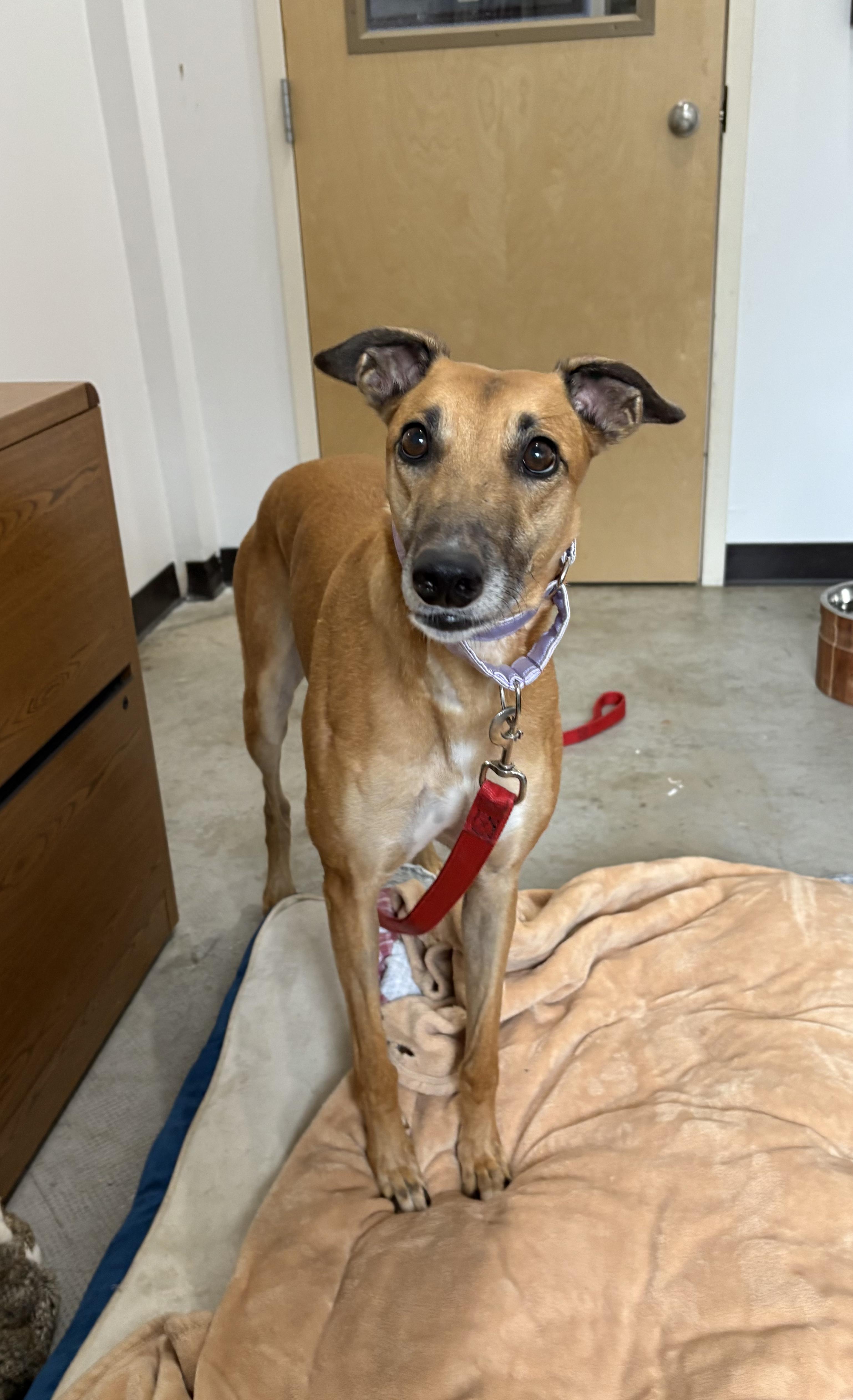 Lynlee, a Adoptable Greyhound image 4/5