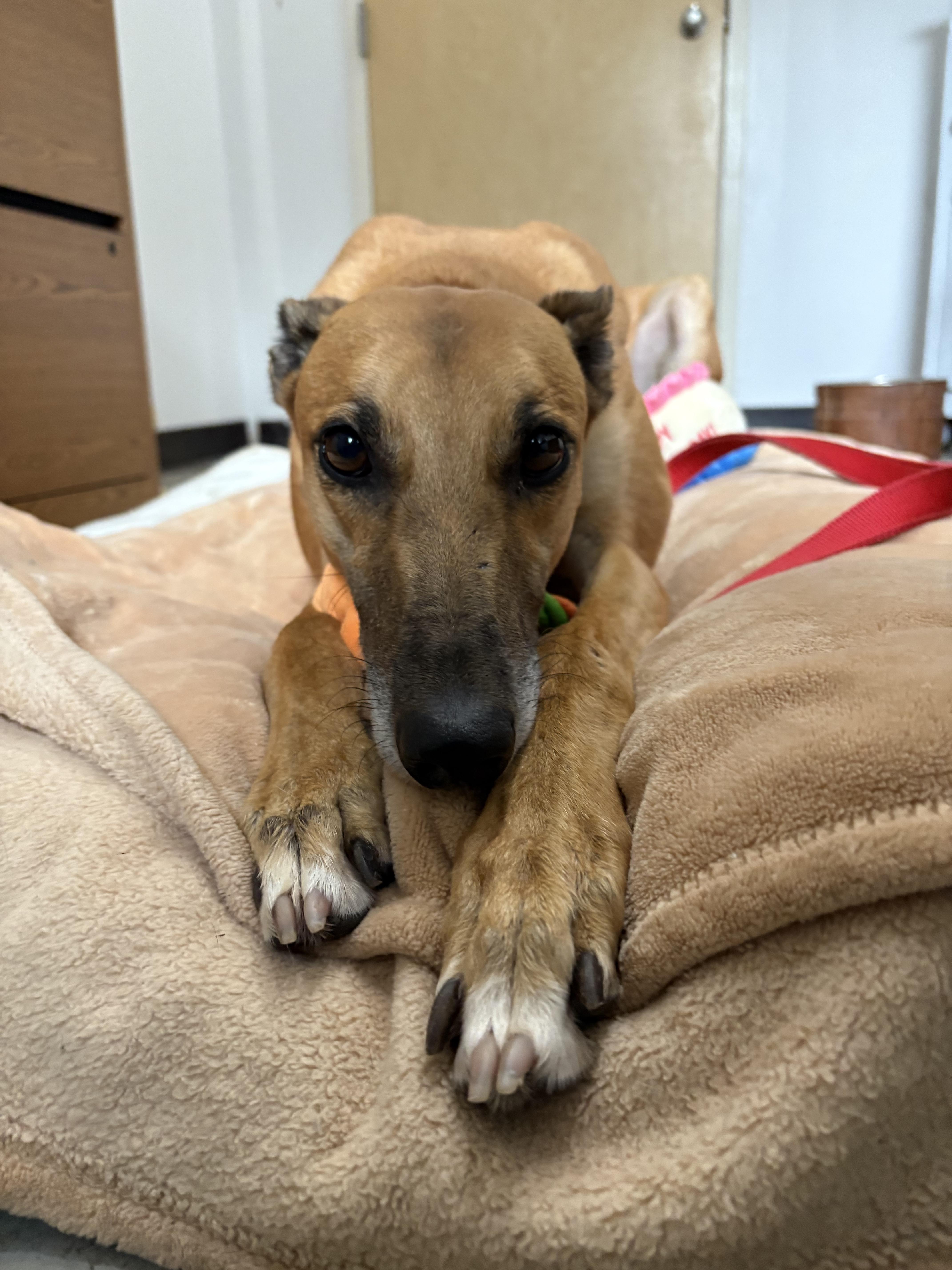 Lynlee, a Adoptable Greyhound image 5/5