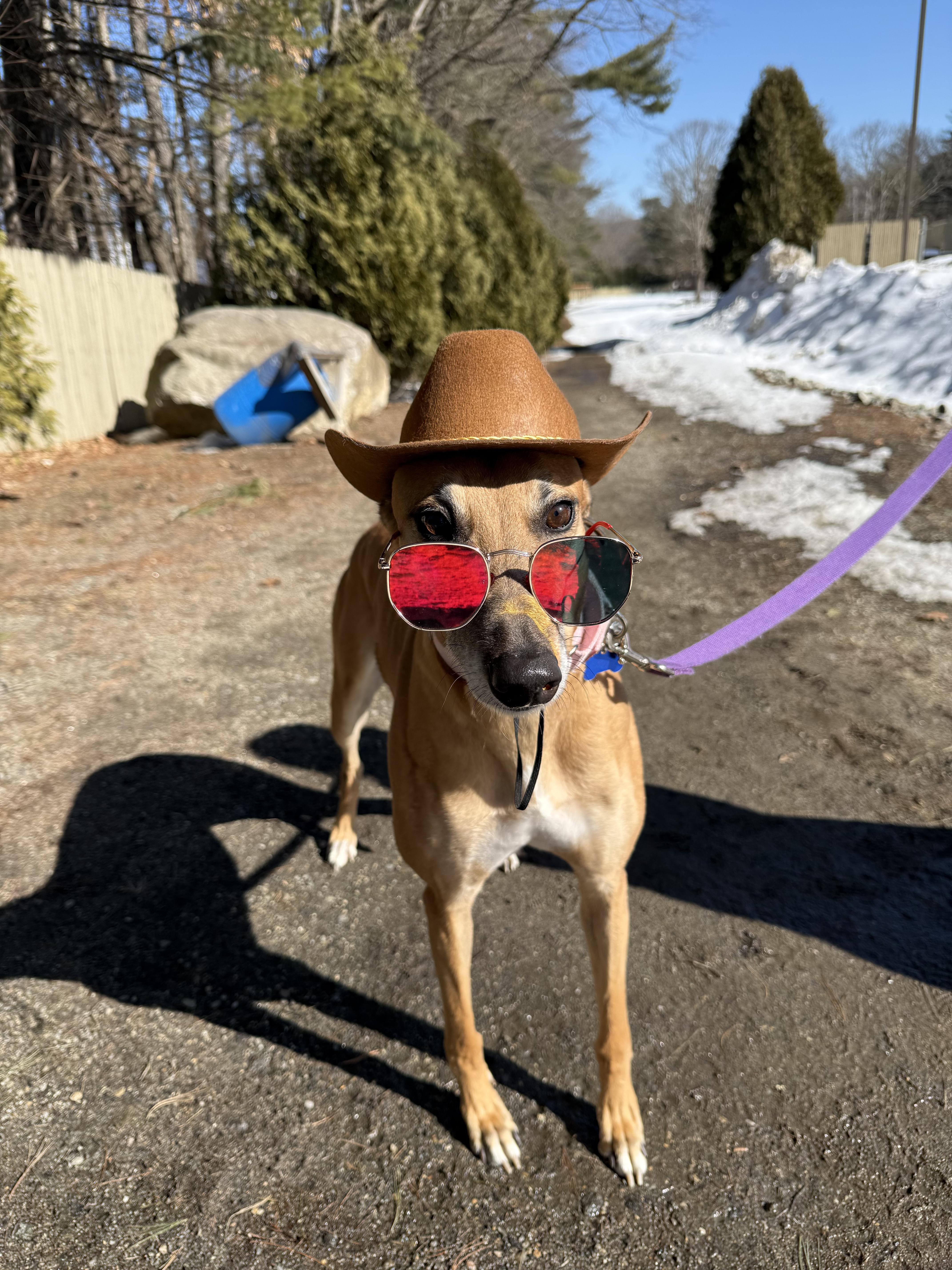 Lynlee, Adoptable, Adult Female Greyhound.