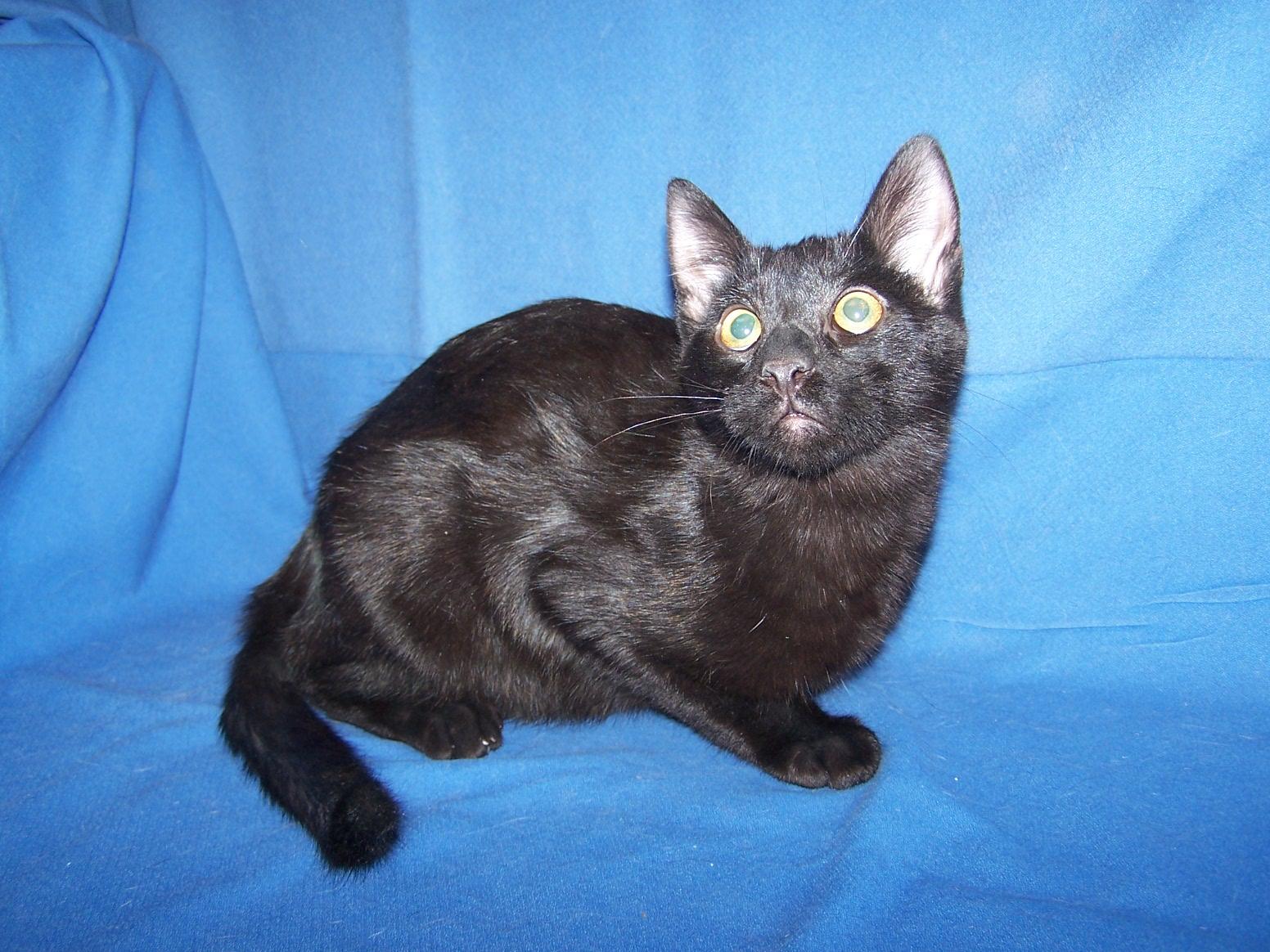 Enlarge K-Baggett-T'Challa, a Adoptable mixed breed in Colorado Springs, CO image 1/1