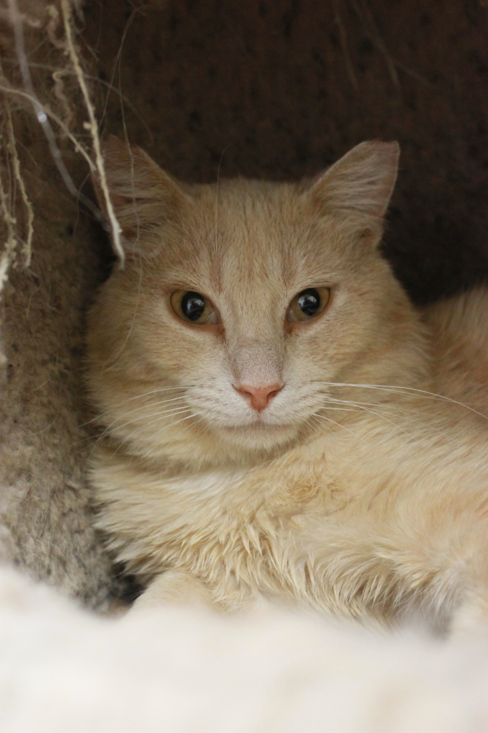 Ernie, a Adoptable Domestic Short Hair in New Richmond, WI image 1/2
