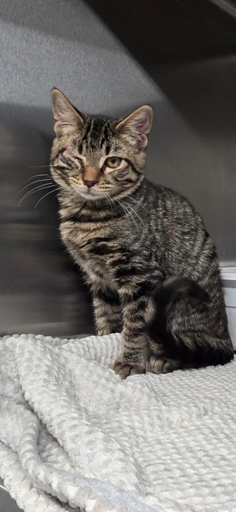 Paris, Adoptable, Kitten Male Domestic Short Hair.