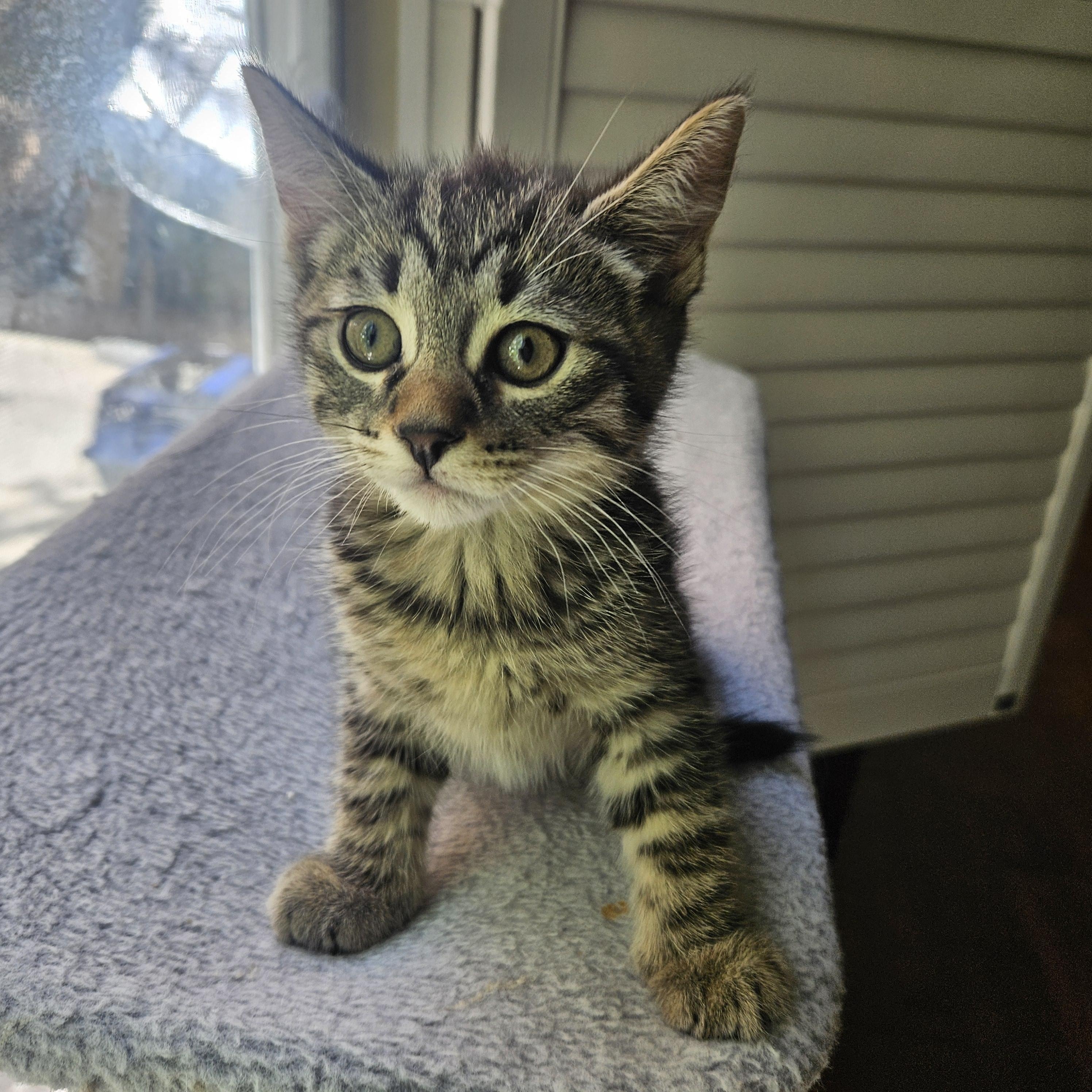 Murphy, adopted, Kitten Male Tabby.