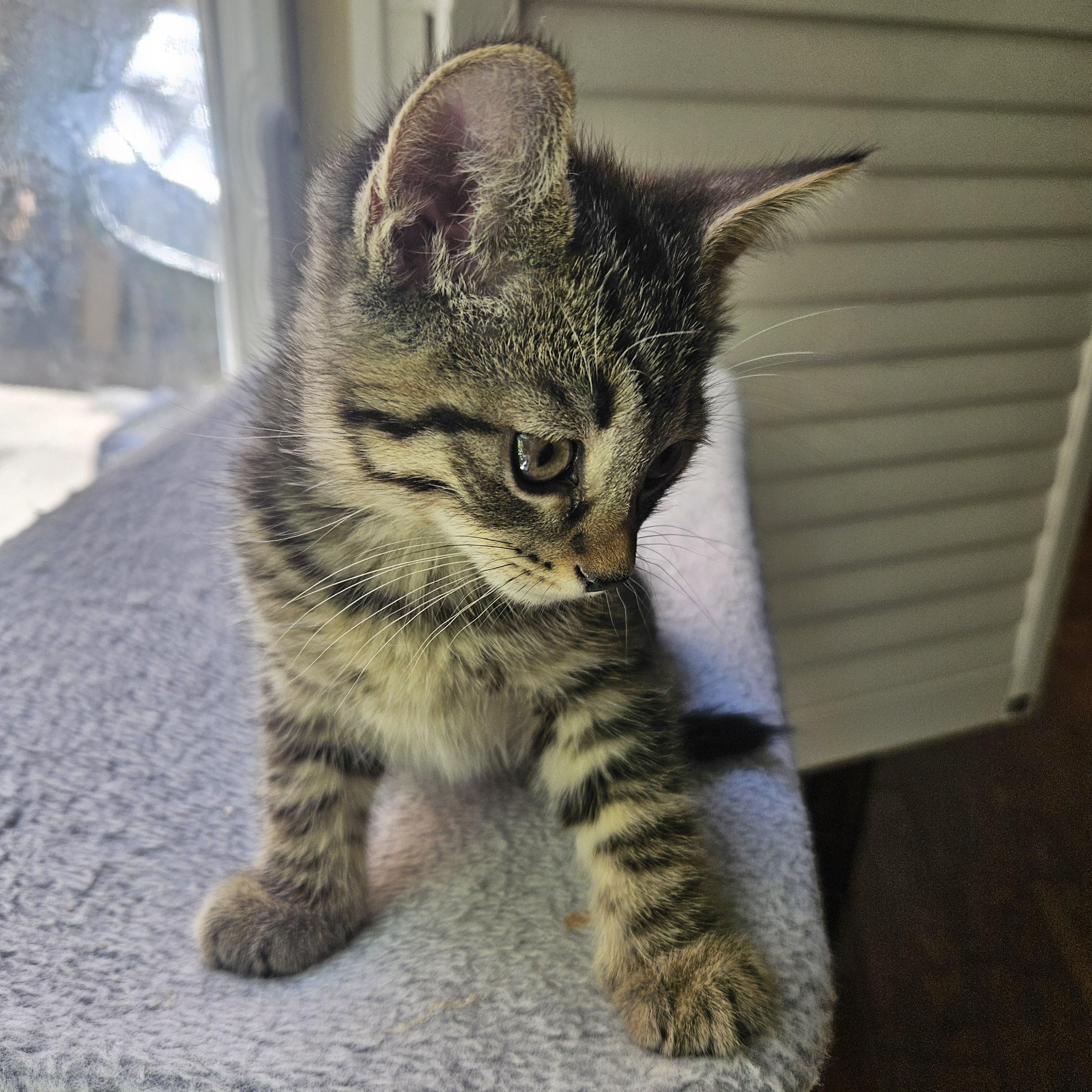 Murphy, an adopted Tabby in Santa Clarita, CA image 3/3