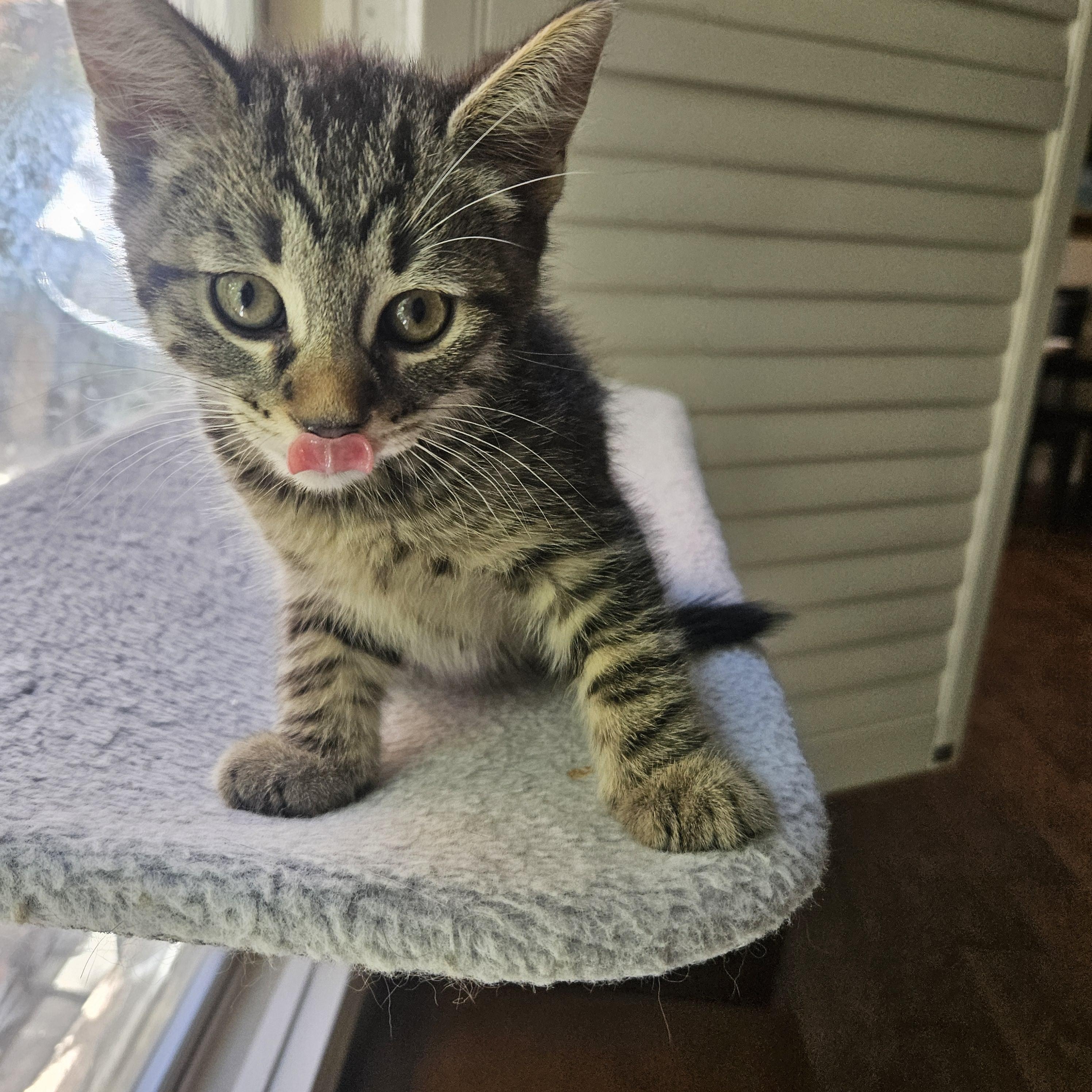 Murphy, an adopted Tabby in Santa Clarita, CA image 2/3