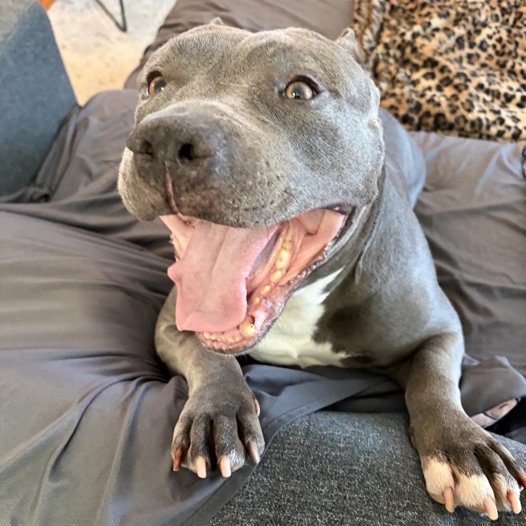Butternut, Adoptable, Adult Male Mixed Breed.