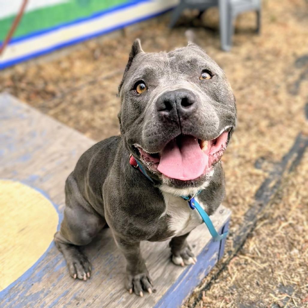 Enlarge Butternut, a Adoptable Mixed Breed in San Francisco, CA image 1/6