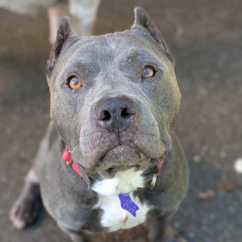 Enlarge Butternut, a Adoptable Mixed Breed in San Francisco, CA image 2/6