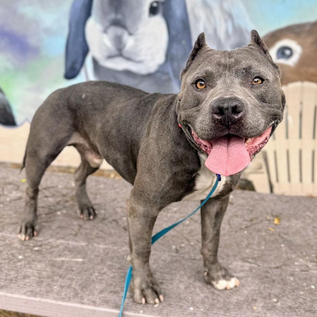 Enlarge Butternut, a Adoptable Mixed Breed in San Francisco, CA image 3/6