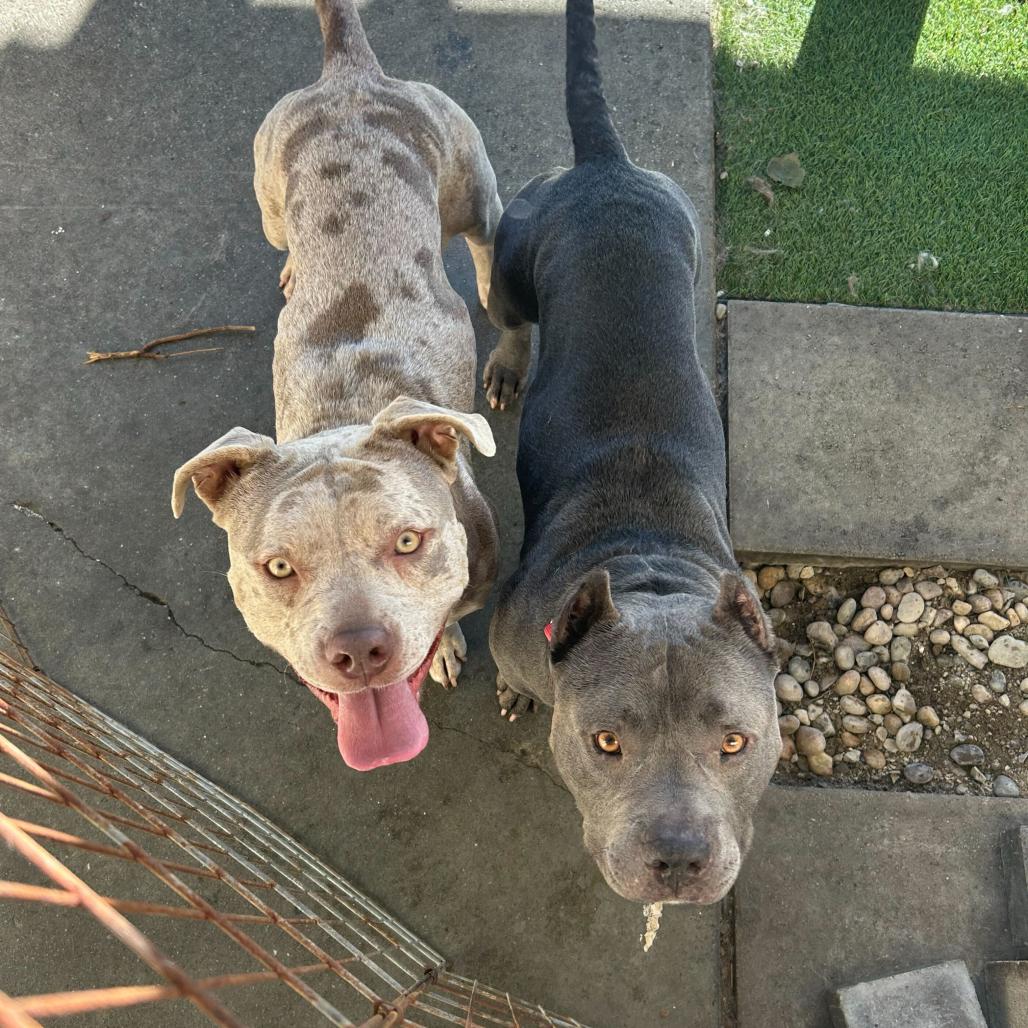 Enlarge Butternut, a Adoptable Mixed Breed in San Francisco, CA image 4/6