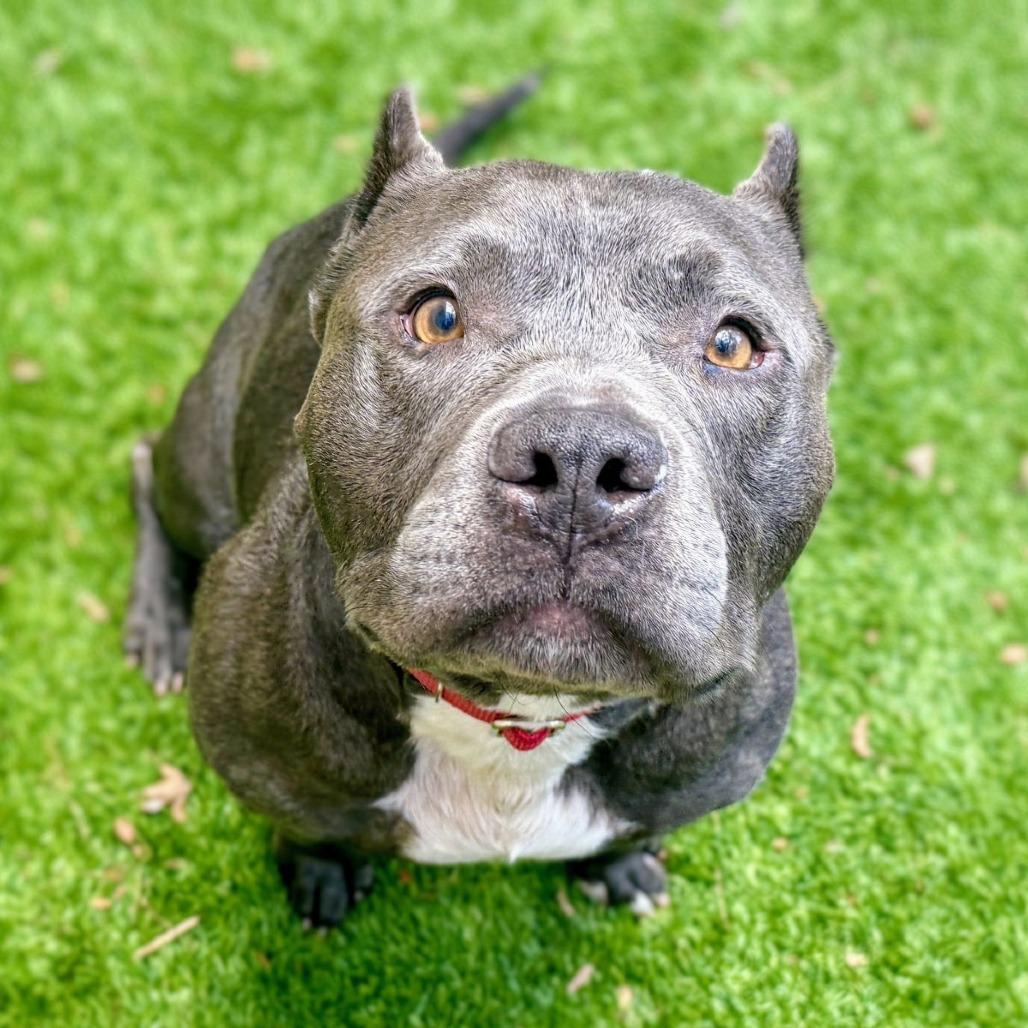 Enlarge Butternut, a Adoptable Mixed Breed in San Francisco, CA image 4/6