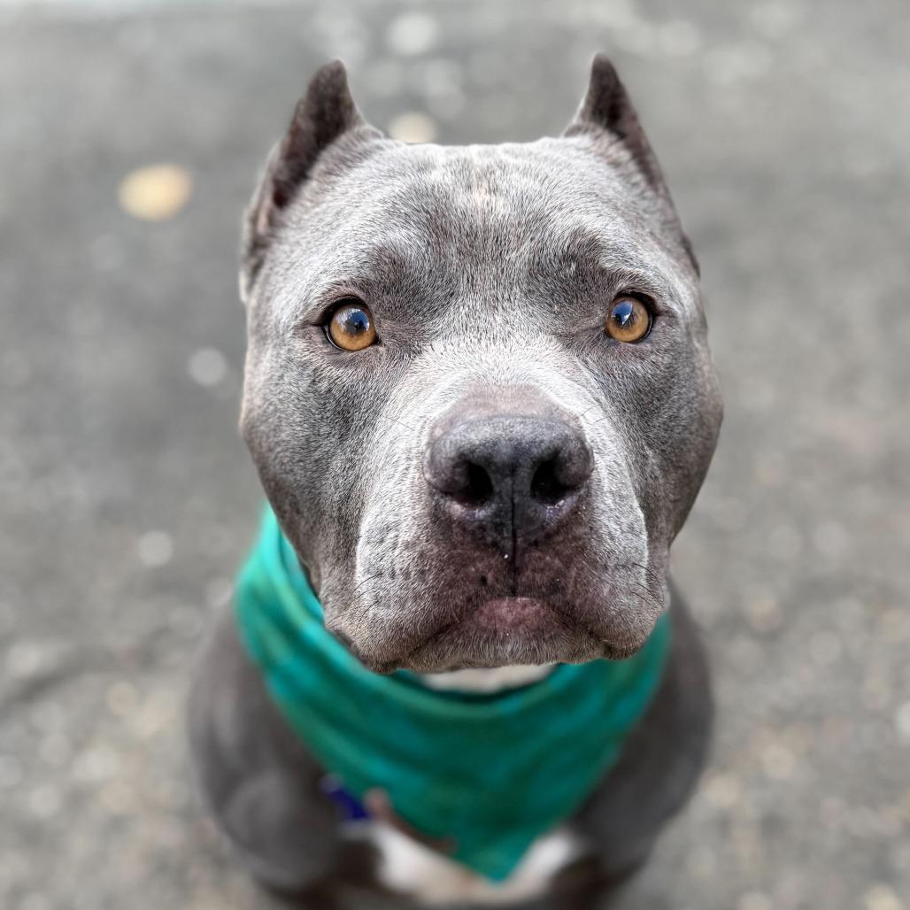 Enlarge Butternut, a Adoptable Mixed Breed in San Francisco, CA image 5/6