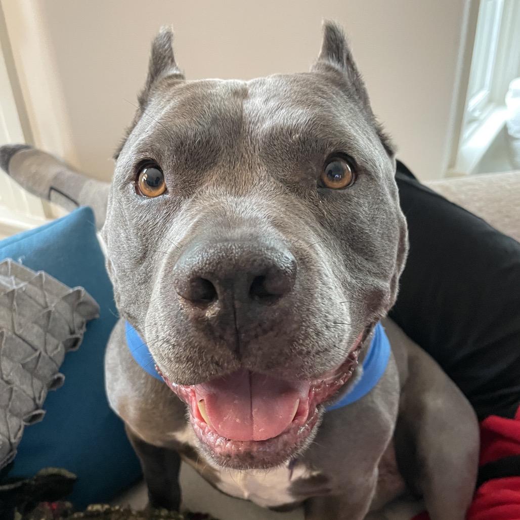 Butternut, a Adoptable Mixed Breed in San Francisco, CA image 5/6