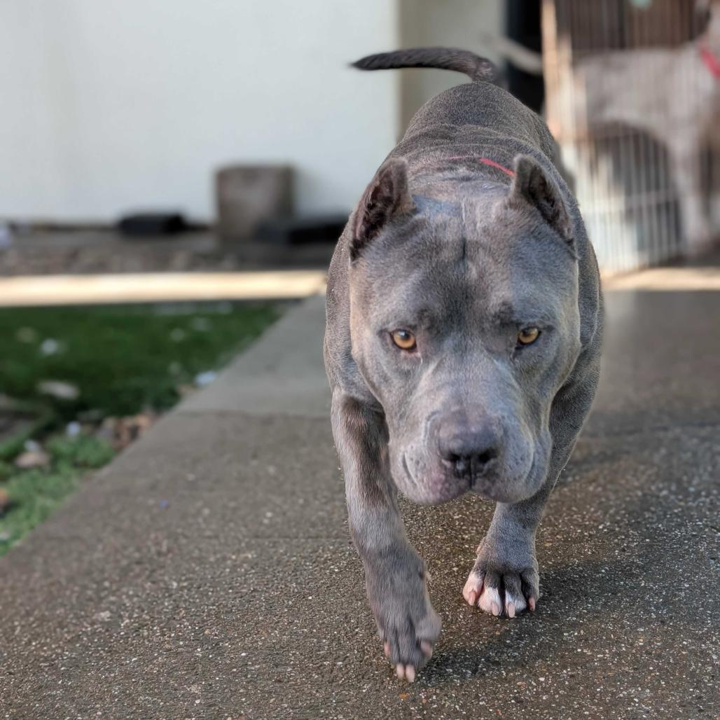 Enlarge Butternut, a Adoptable Mixed Breed in San Francisco, CA image 6/6