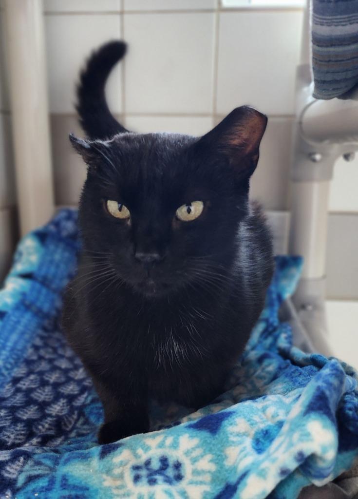 August, Adoptable, Adult Male Domestic Short Hair.