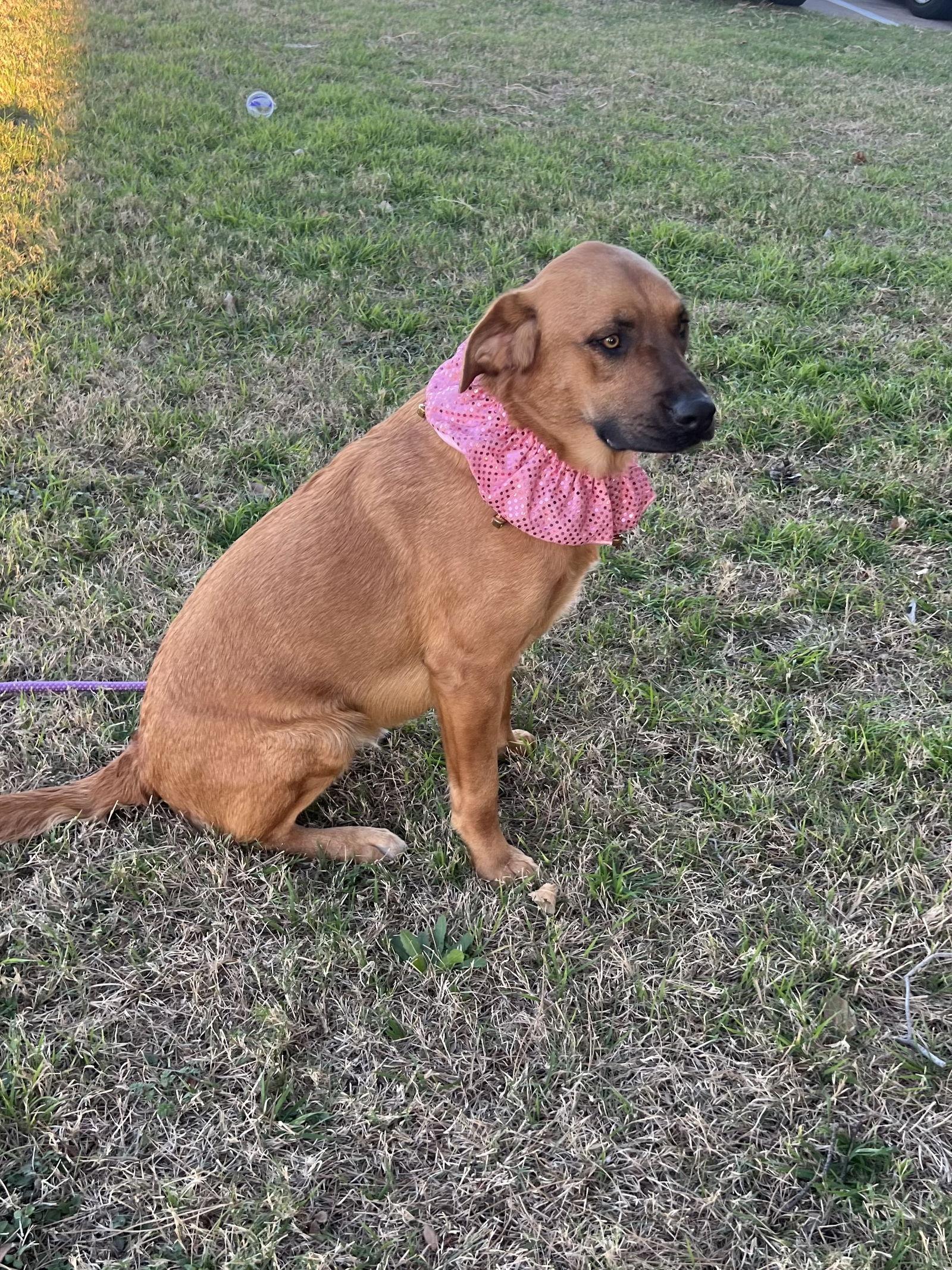 Enlarge Skye, a Adopted mixed breed in Euless, TX image 1/3