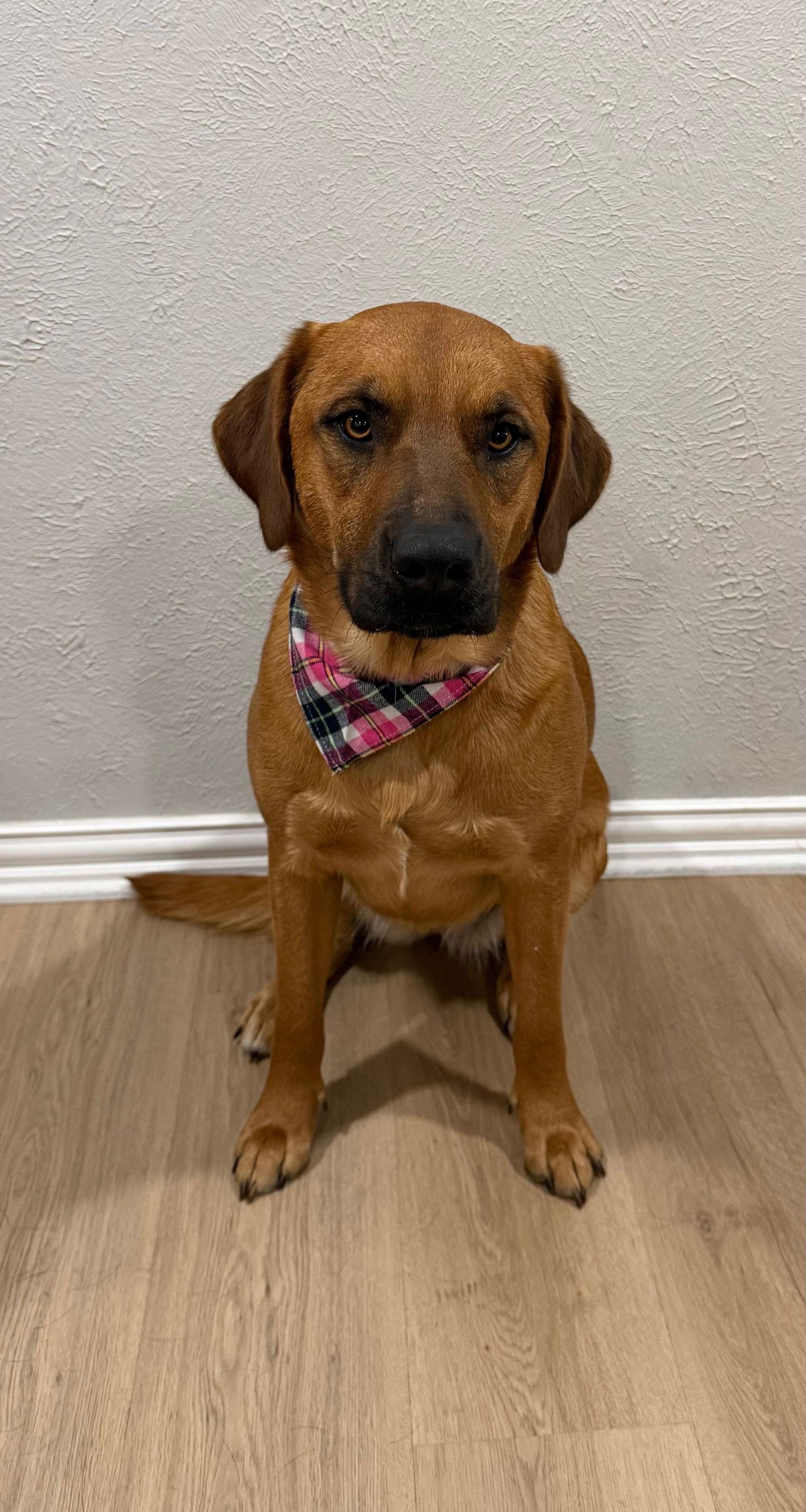 Enlarge Skye, a Adopted mixed breed in Euless, TX image 2/3