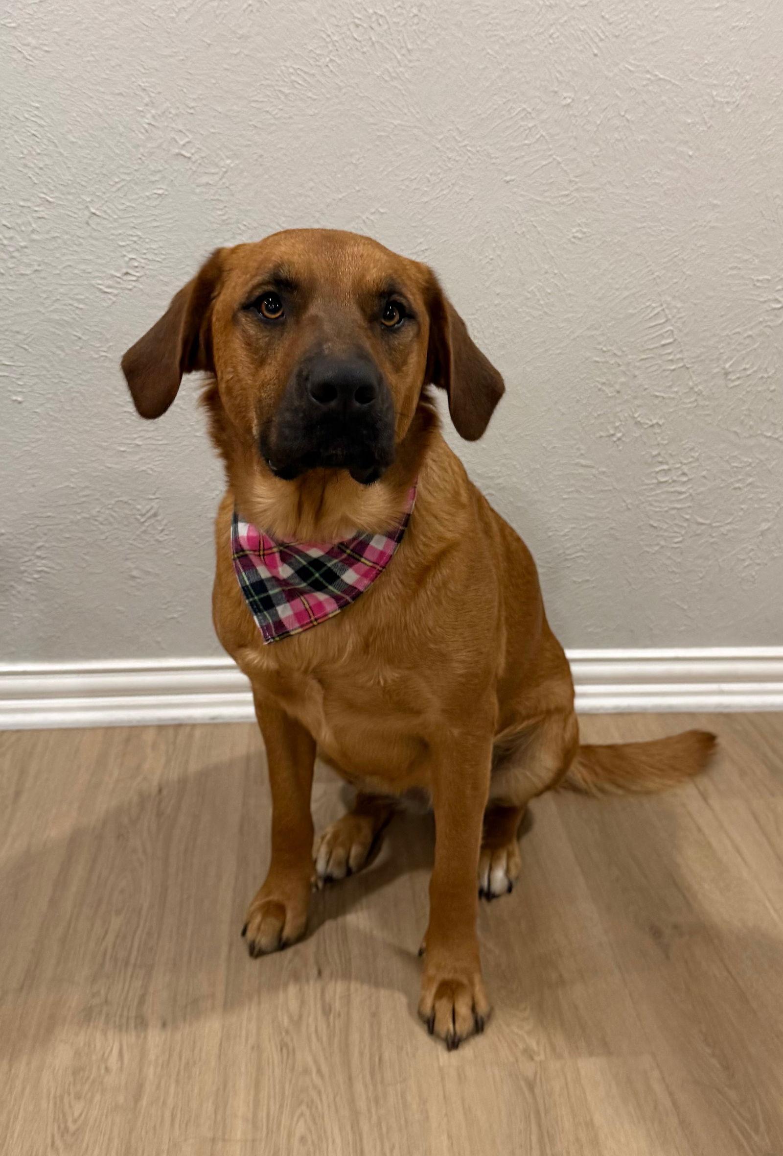 Enlarge Skye, a Adopted mixed breed in Euless, TX image 3/3