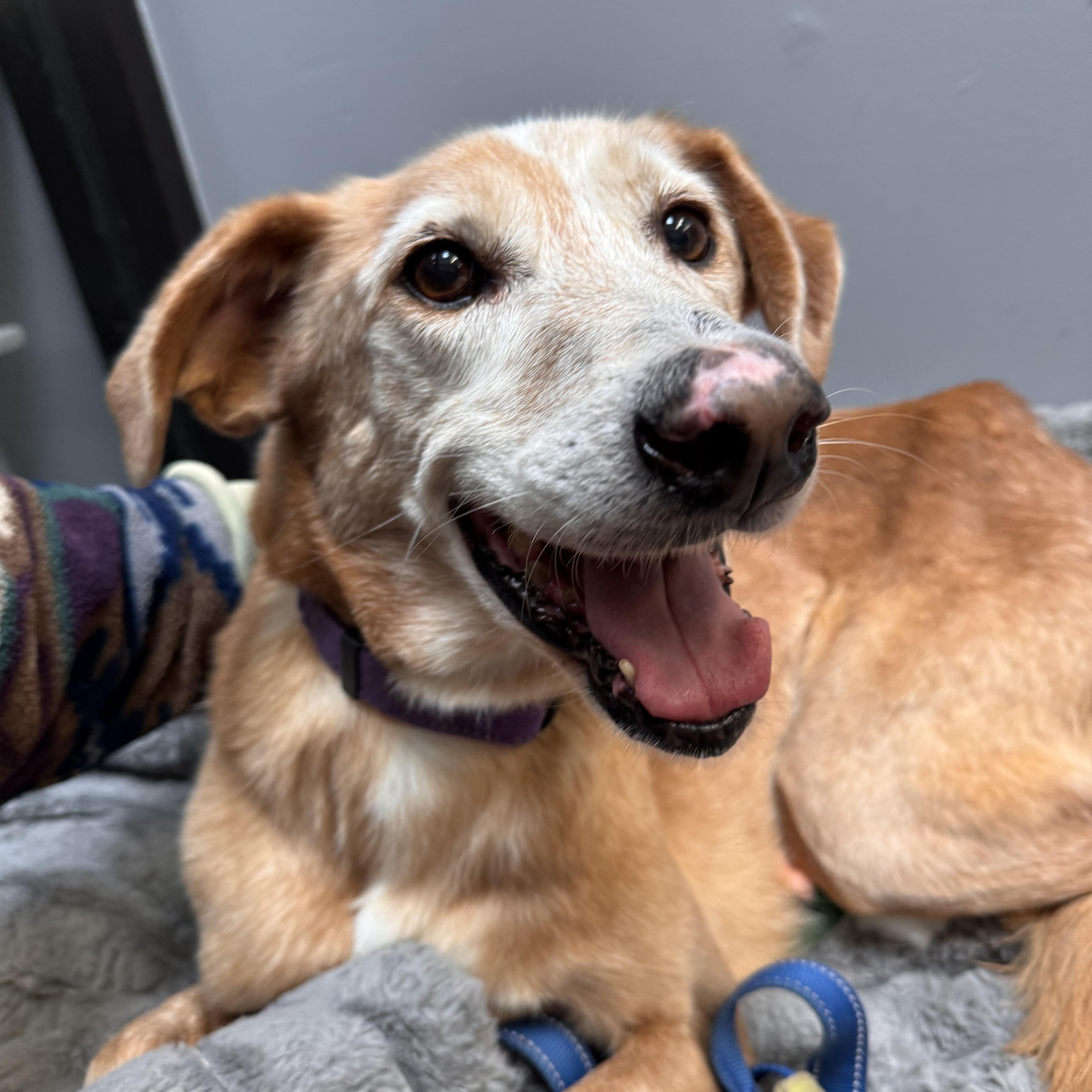 Bonnie Cm thumbnail 2