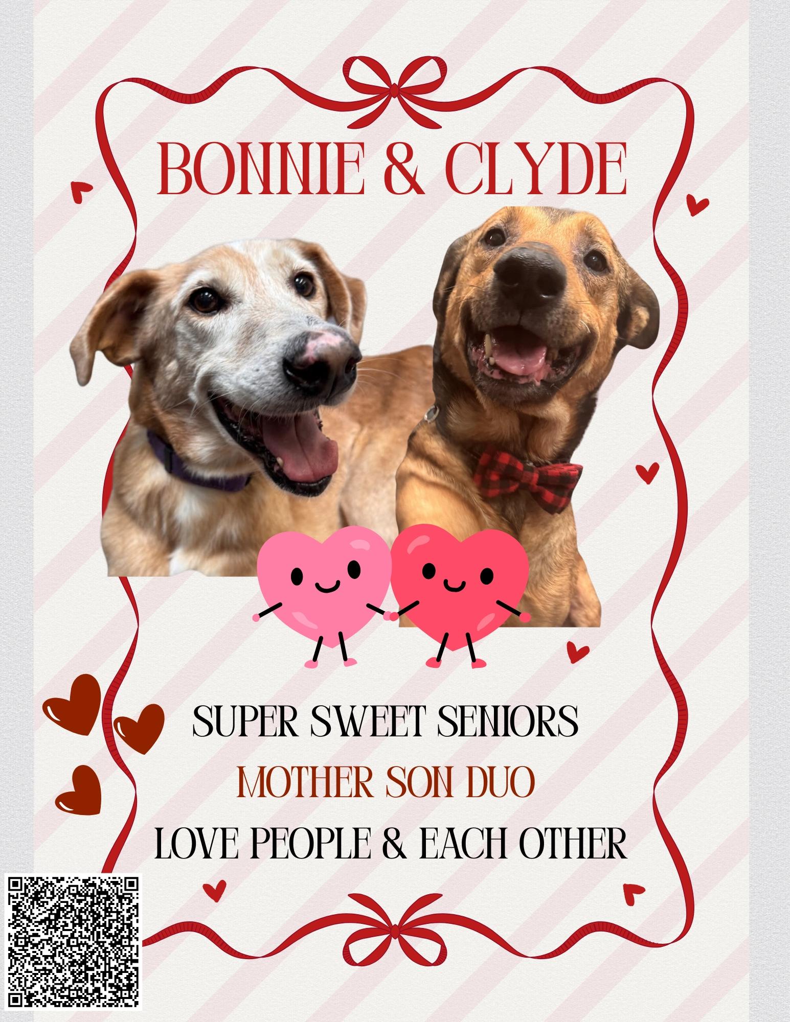 Bonnie CM 12/15 — thumbnail 2