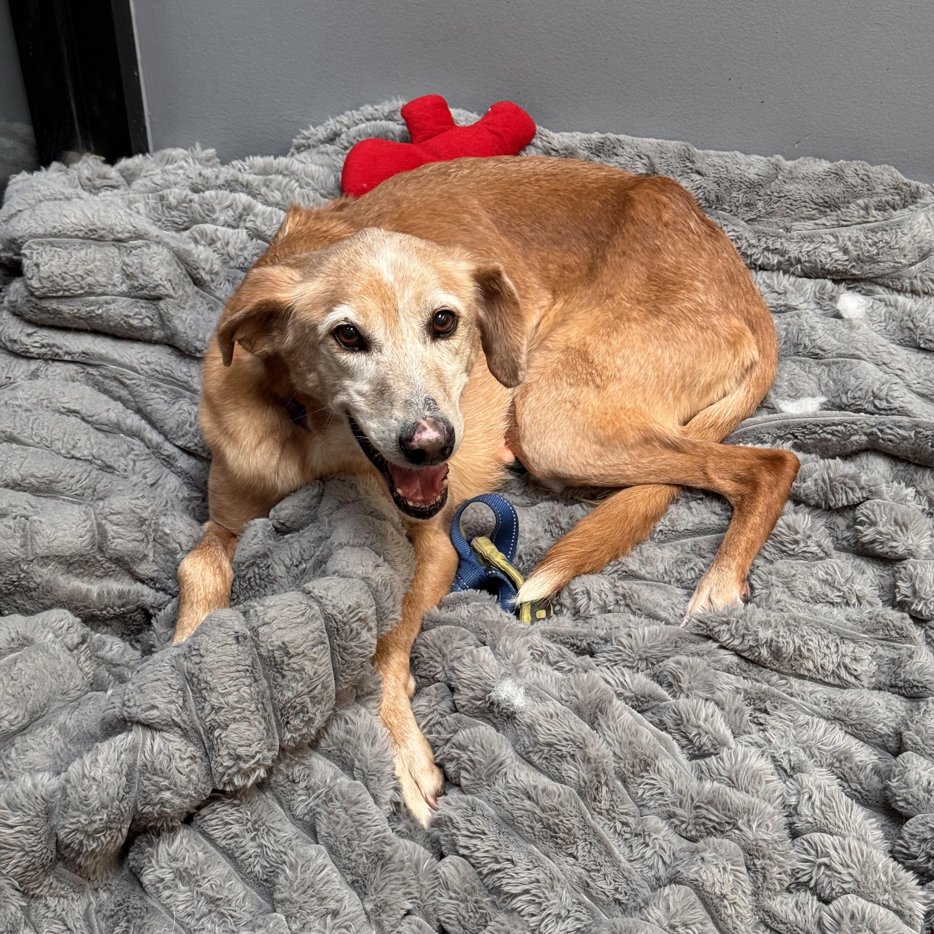 Bonnie Cm thumbnail 3