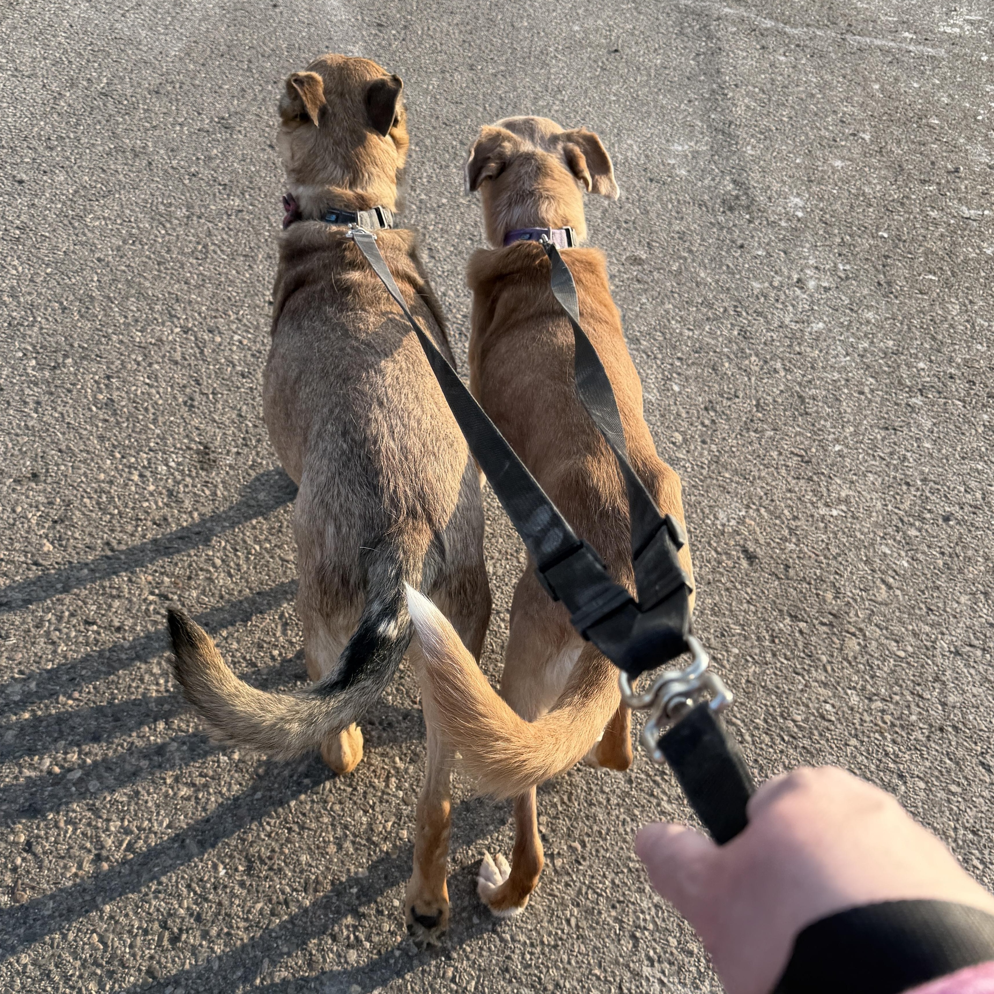 Bonnie CM 12/15 — thumbnail 5